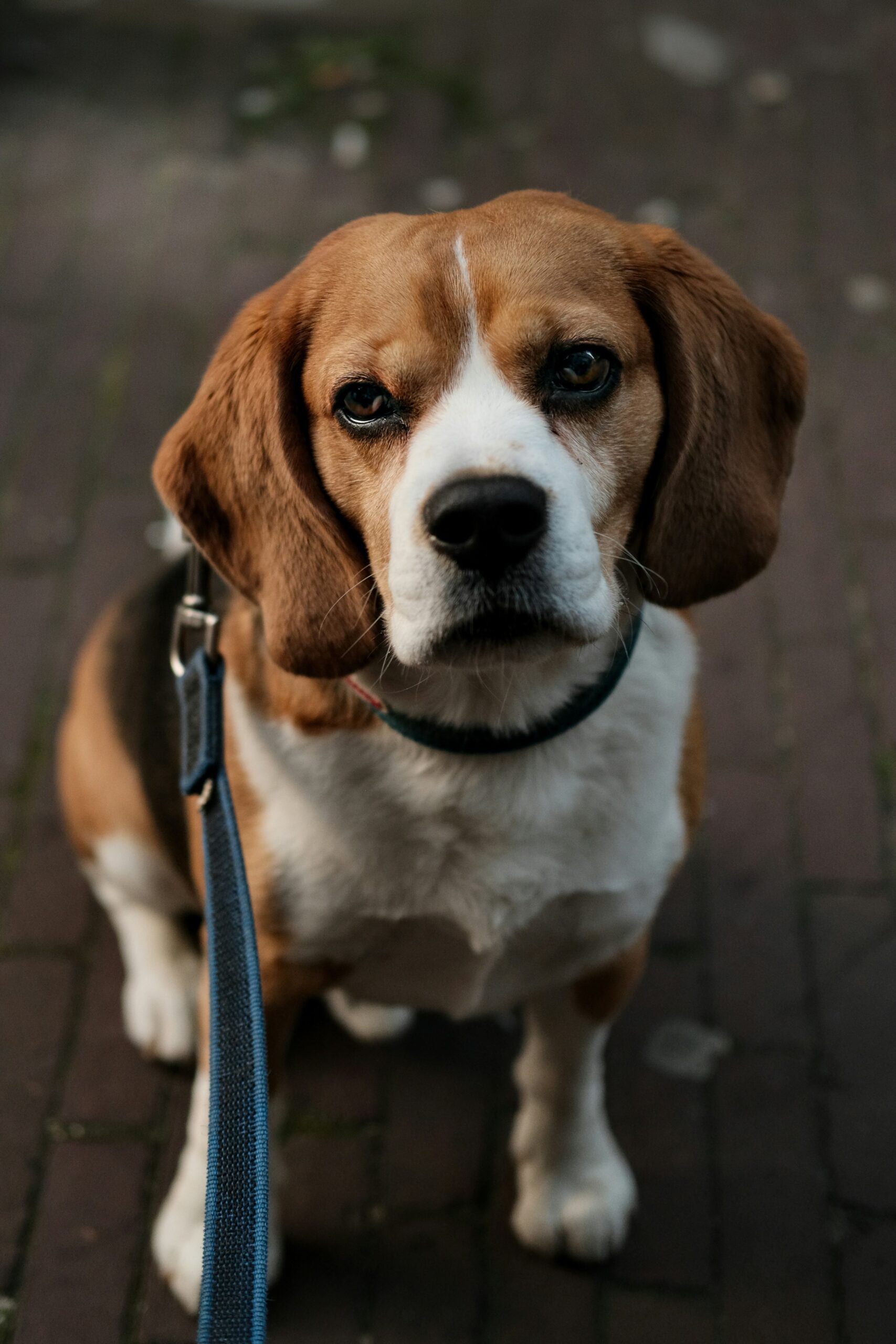 Beagle dog sitting on a leash looking directly at the camera outdoors.