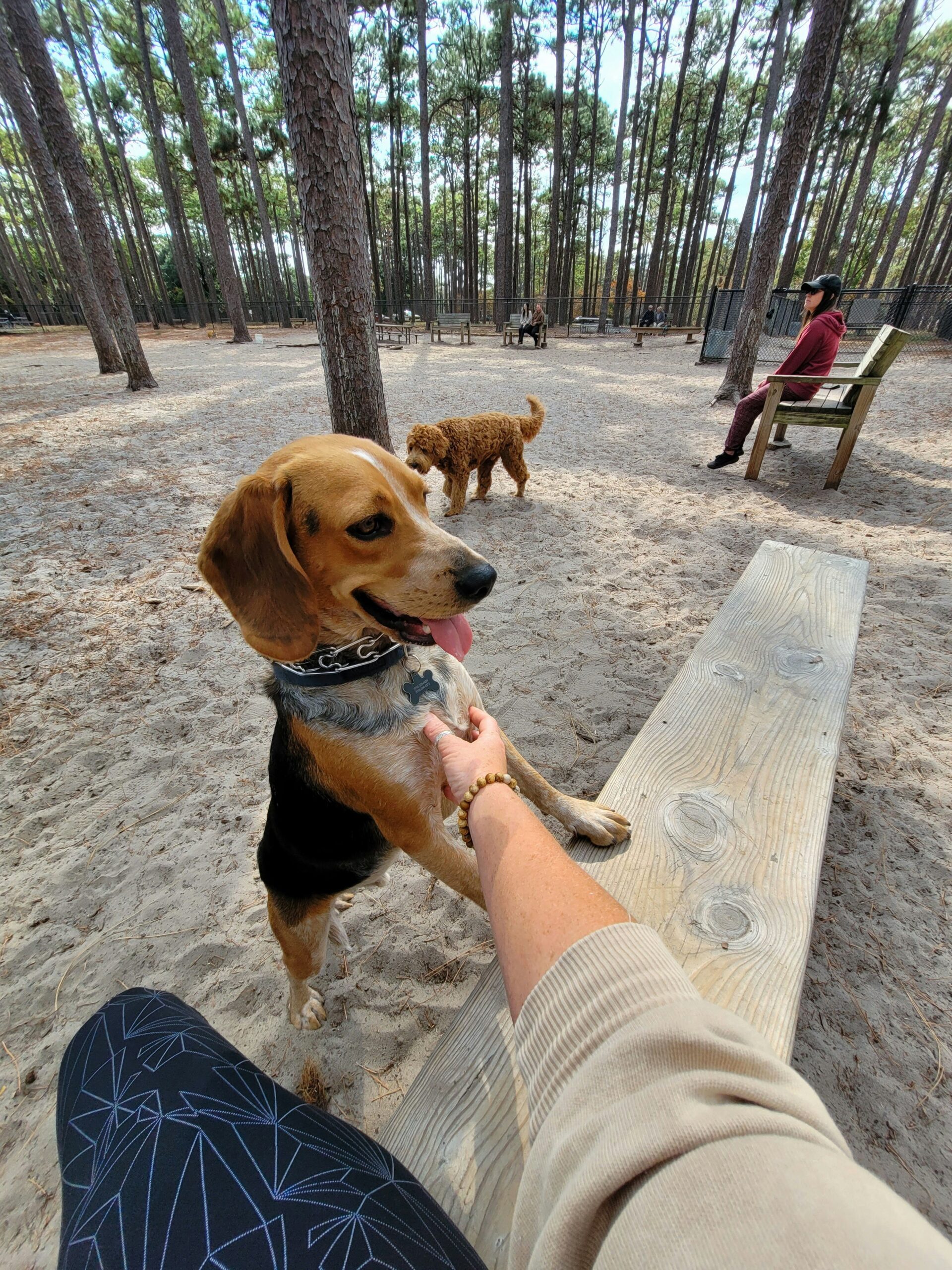 Beagle dog standing on hind legs at a sandy dog park, interacting with a person.
