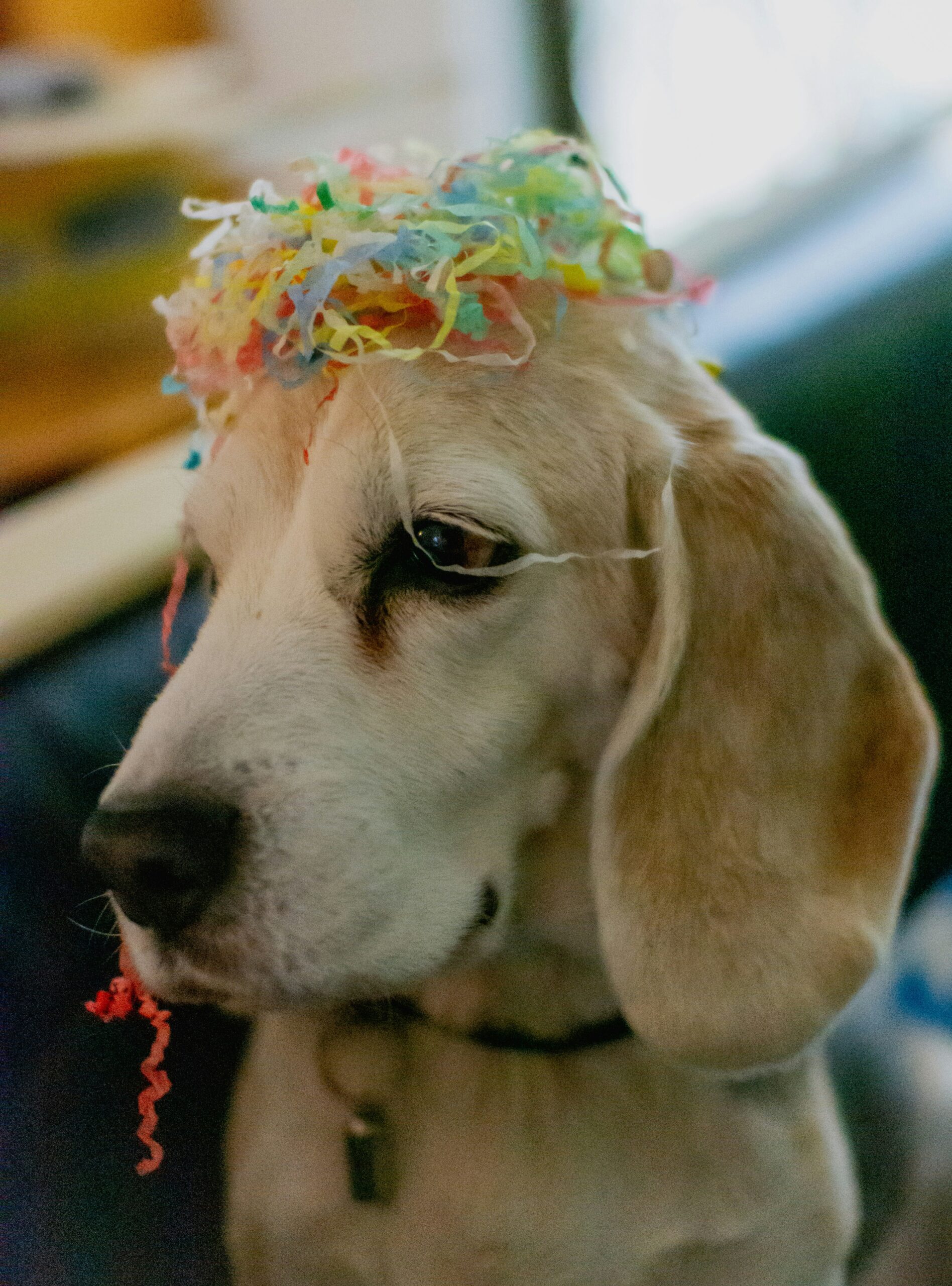 Beagle dog with colorful party streamers on its head, celebrating indoors.