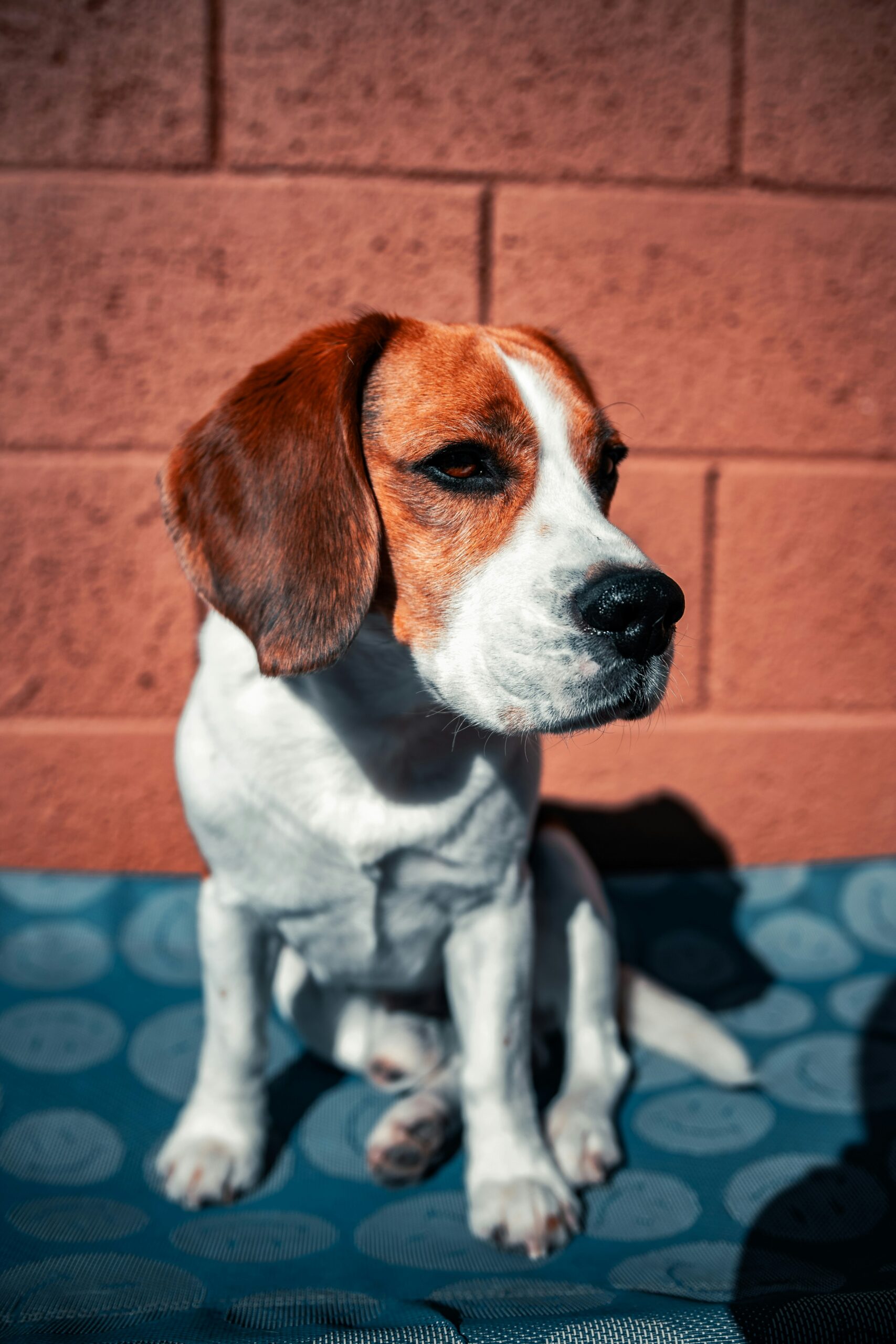 Beagle dog sitting against a red brick wall, basking in the sun.