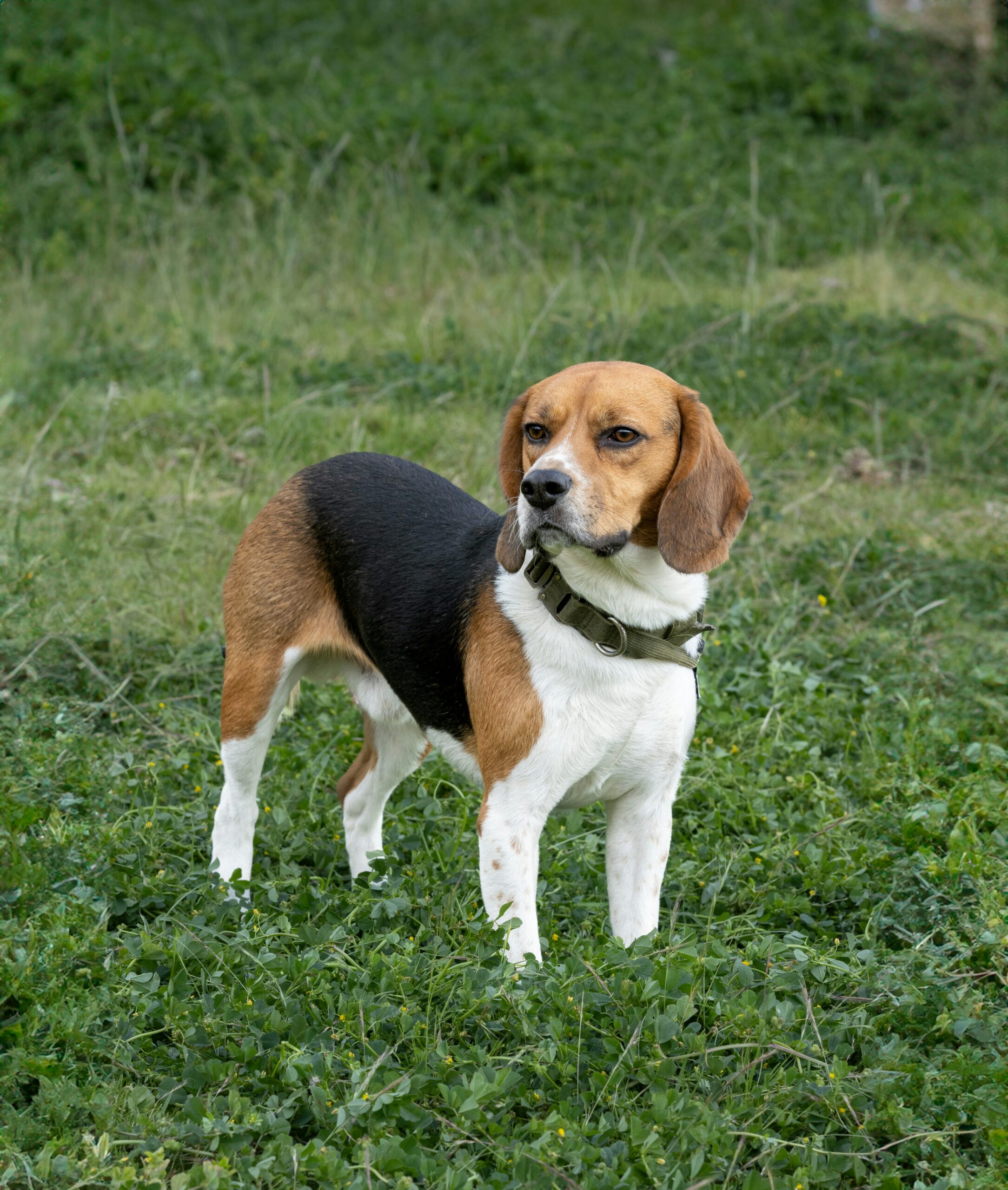 Beagle dog standing alert in a grassy field.