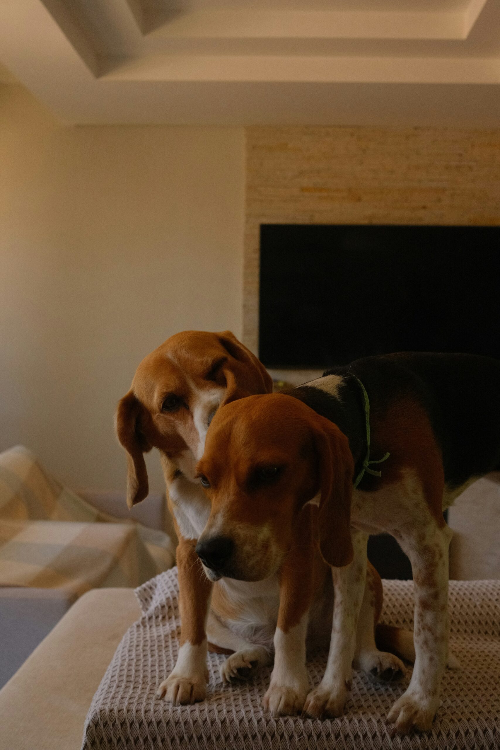 Two Beagle dogs cuddling on a couch in a cozy living room.