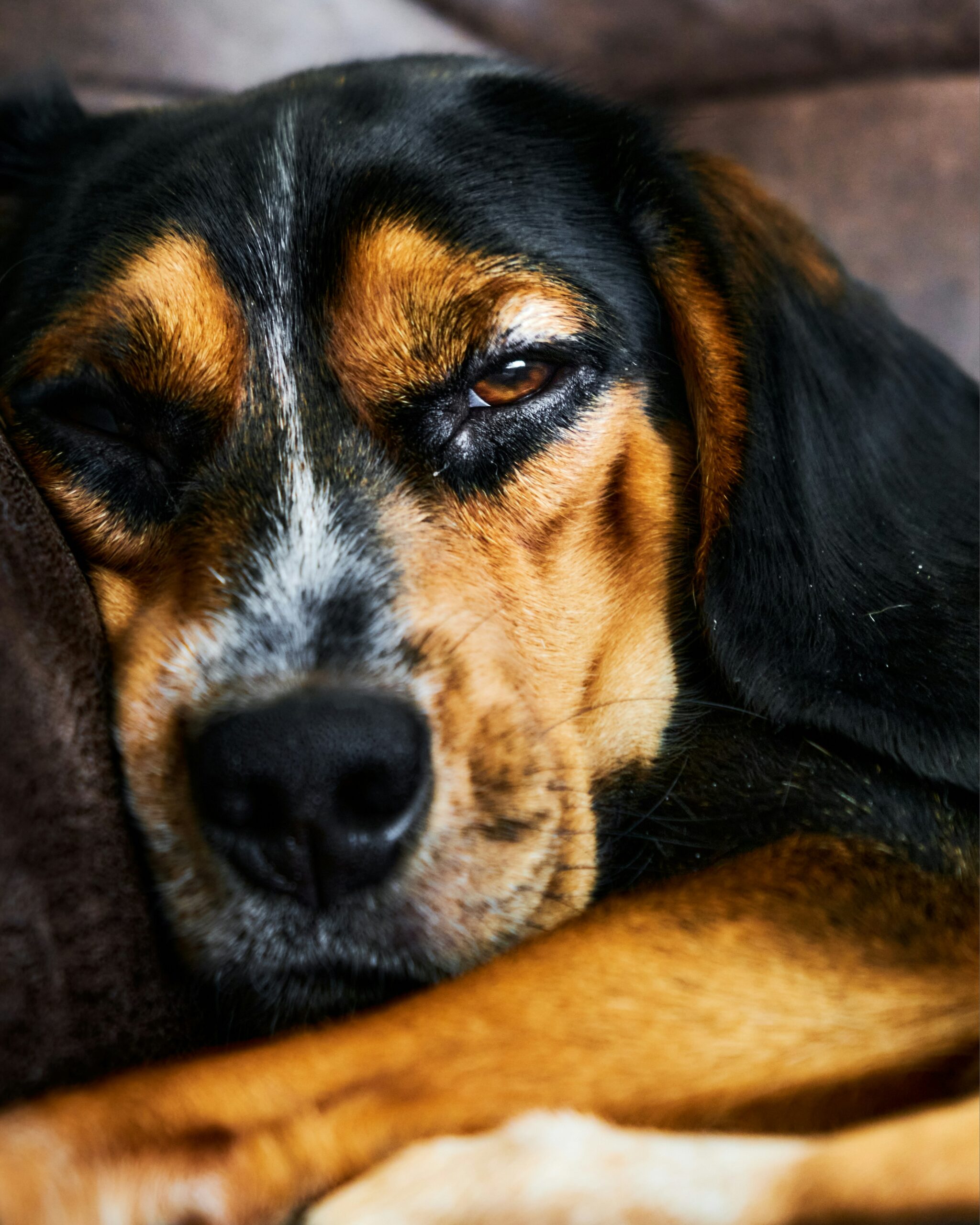 Close-up of a sleeping Beagle dog resting on a sofa.