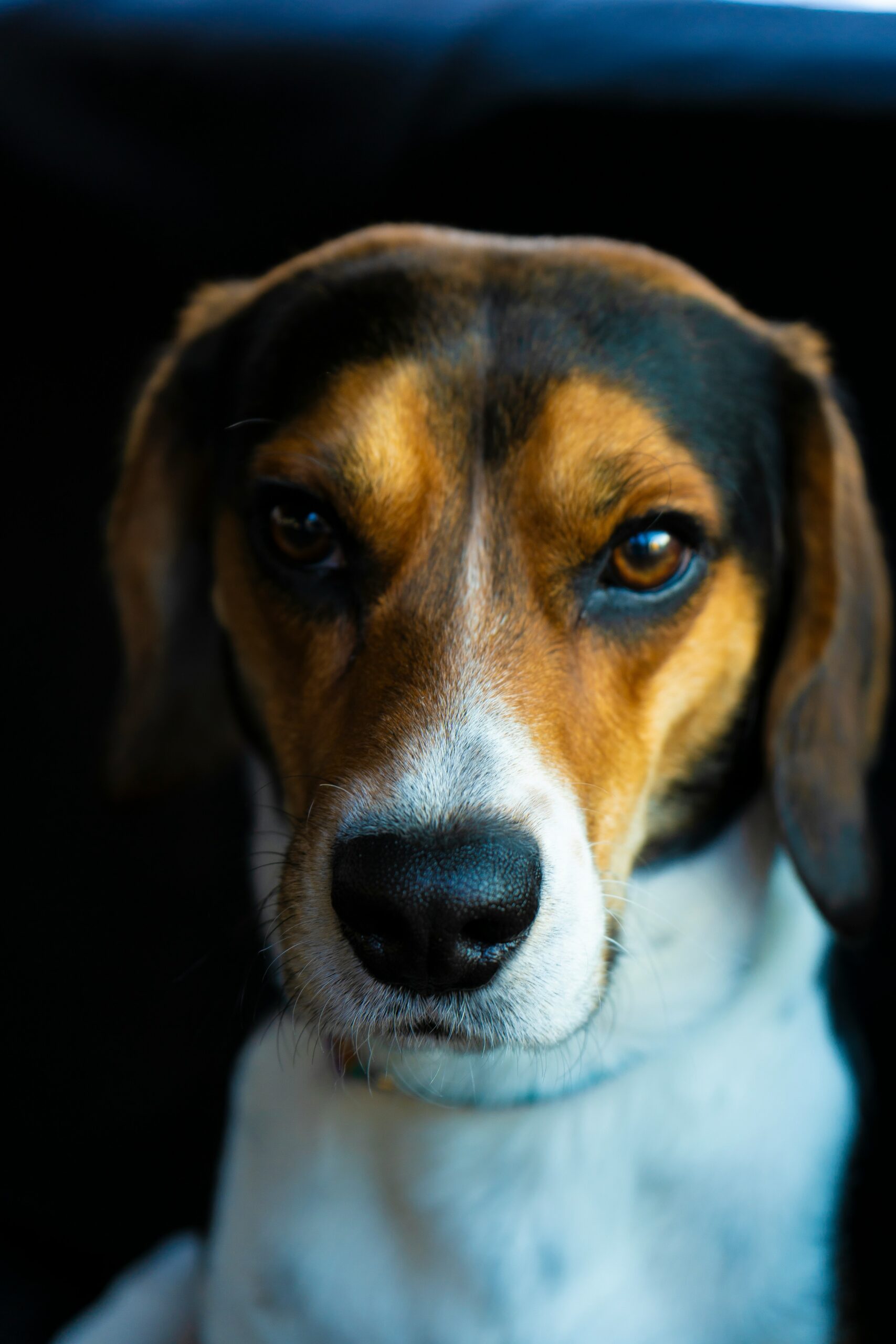 Intense close-up portrait of a Beagle dog with a serious expression.