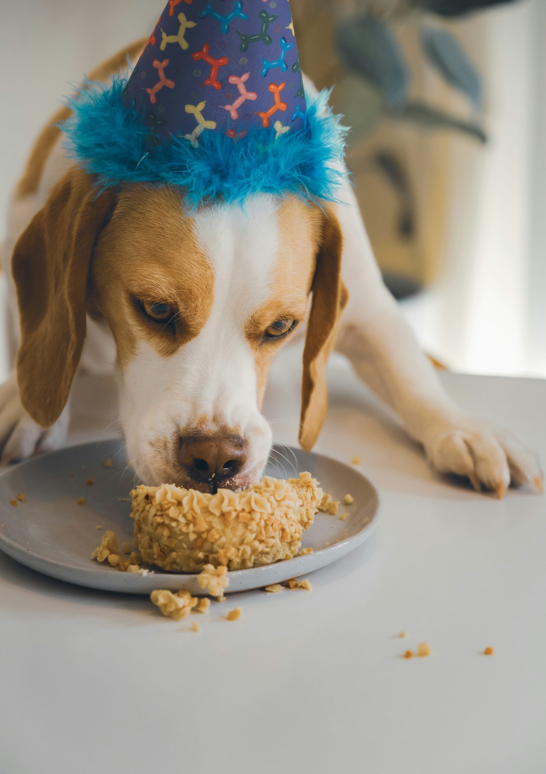 Beagle dog wearing a birthday hat eating a cake on a plate.