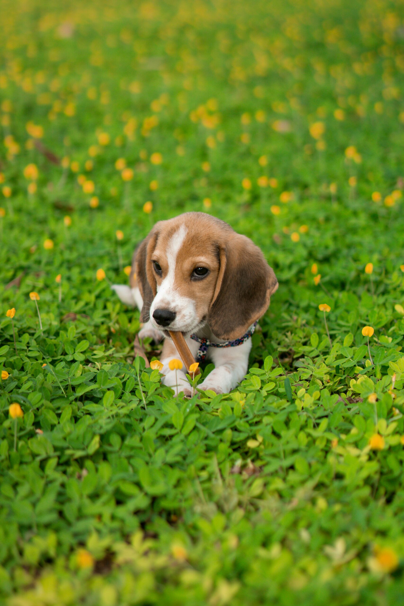Beagle puppy lying on green grass with yellow flowers, chewing a stick.