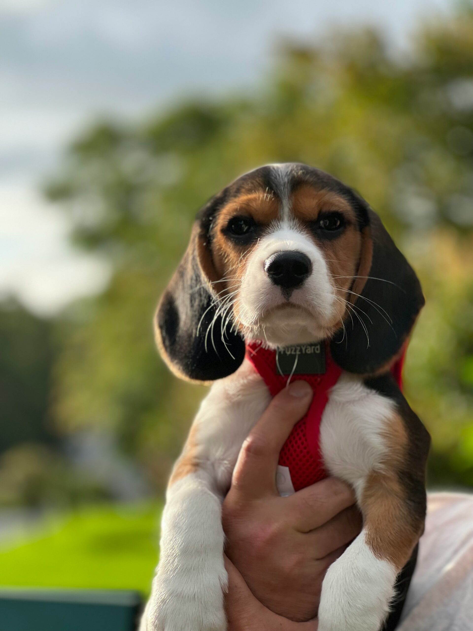 Person holding a young Beagle puppy with a red harness outdoors.