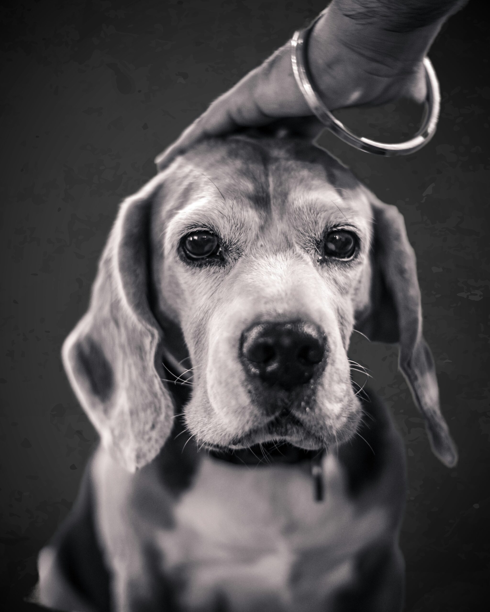 Beagle dog receiving a gentle pat on the head in a black and white portrait.