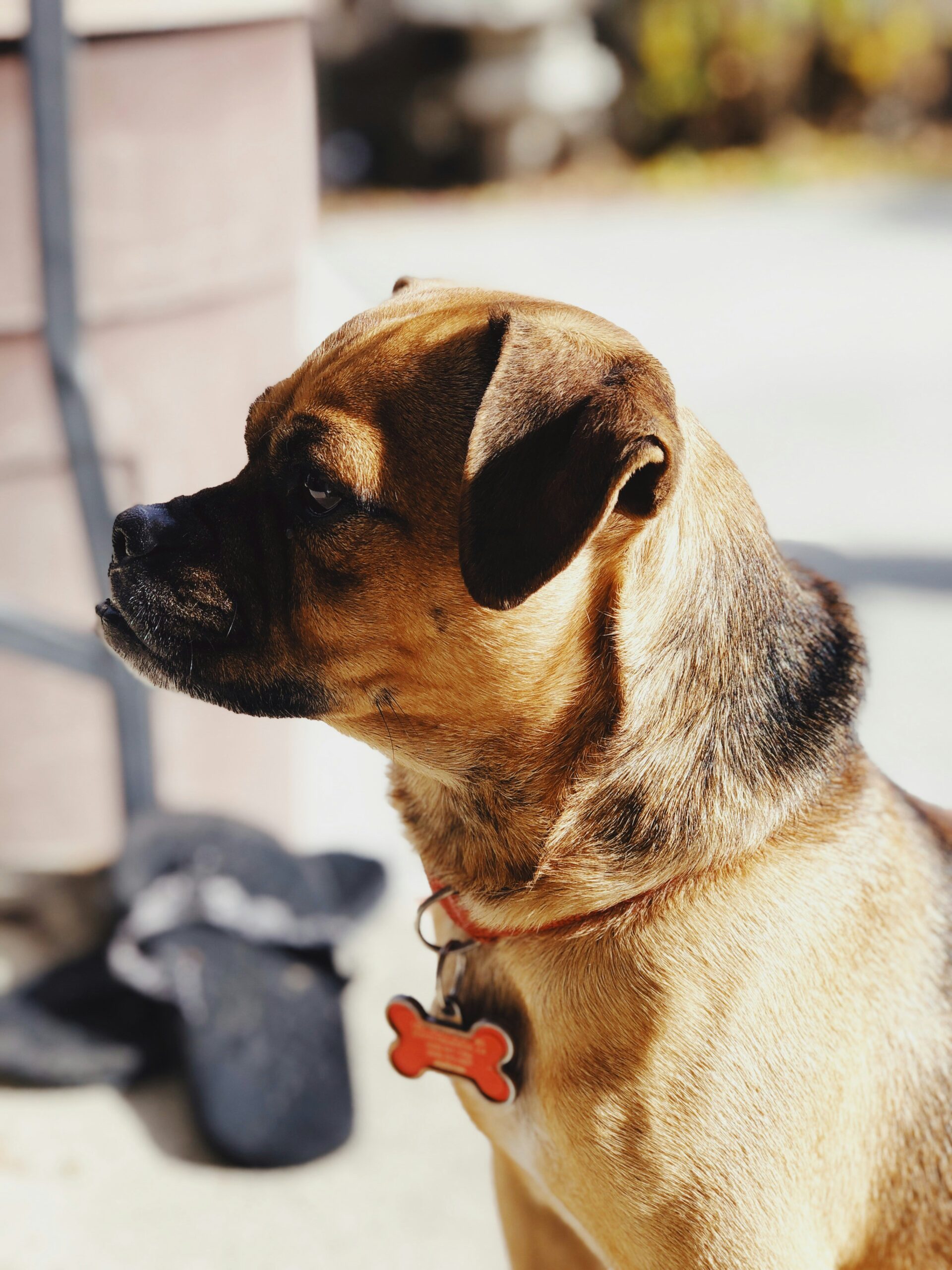 Side profile of a brown dog with a bone-shaped ID tag basking in the sun.