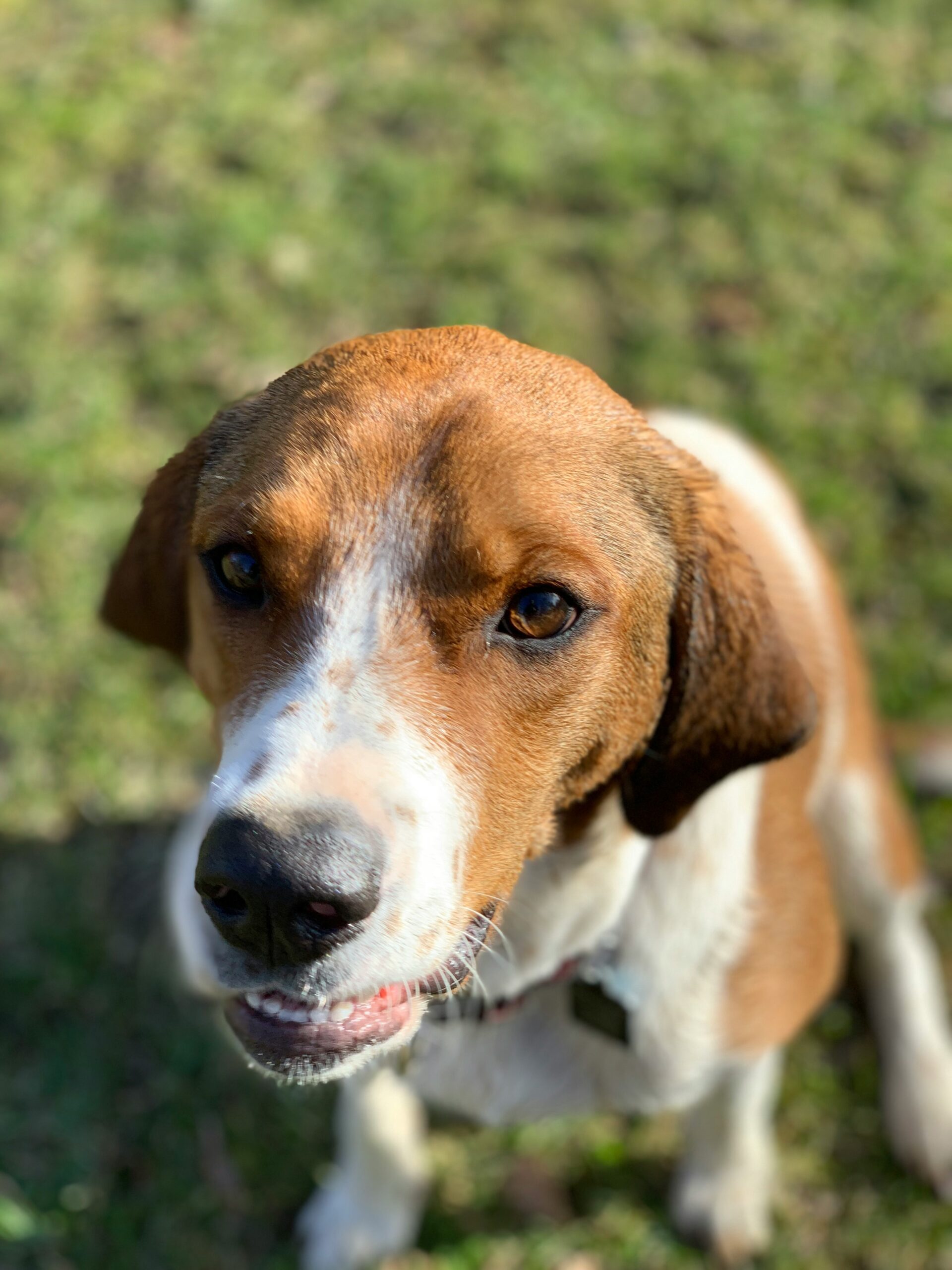 Close-up of a beagle dog outdoors on a sunny day with a bright green background.