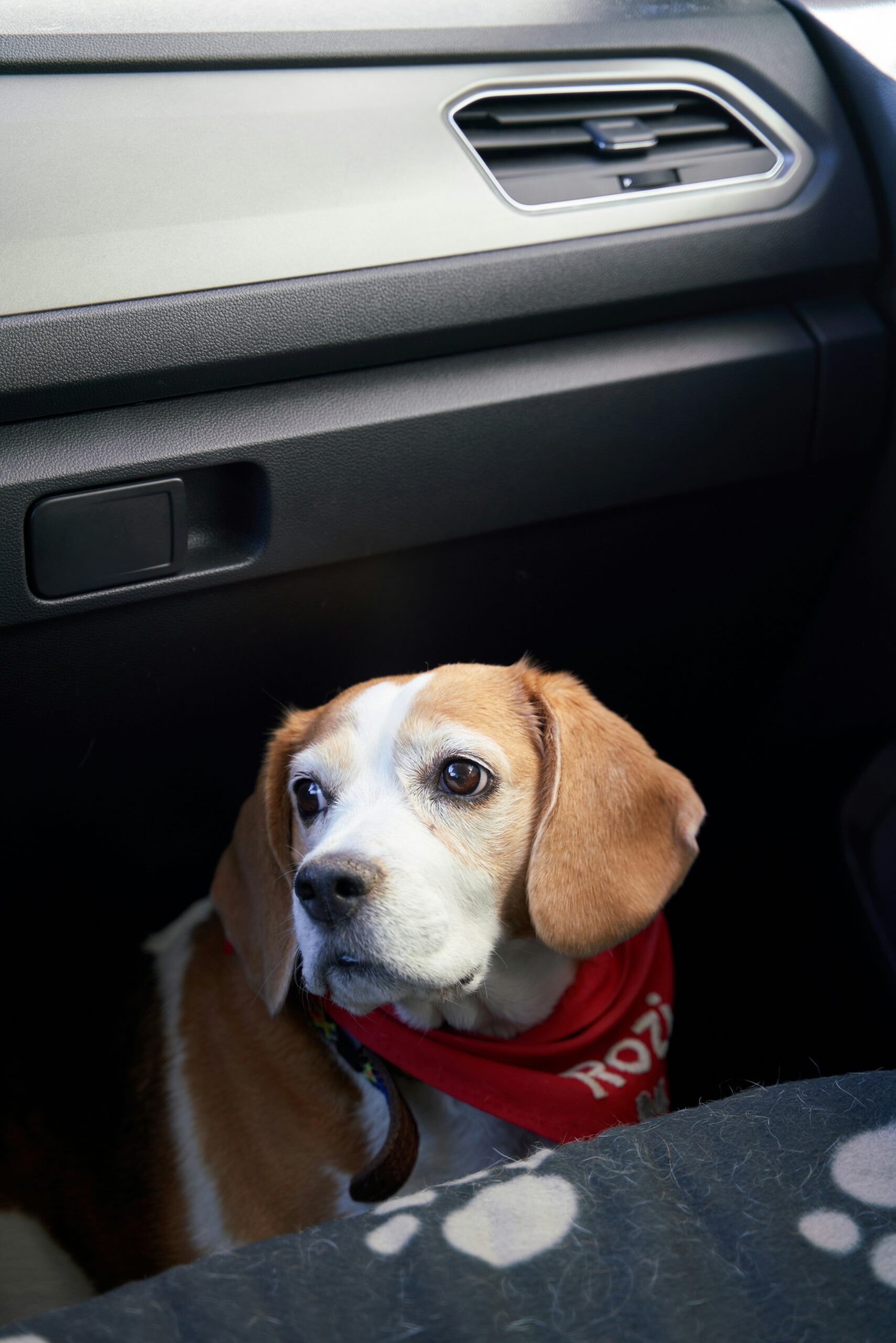 Beagle dog wearing a red bandana sitting inside a car looking out the window.