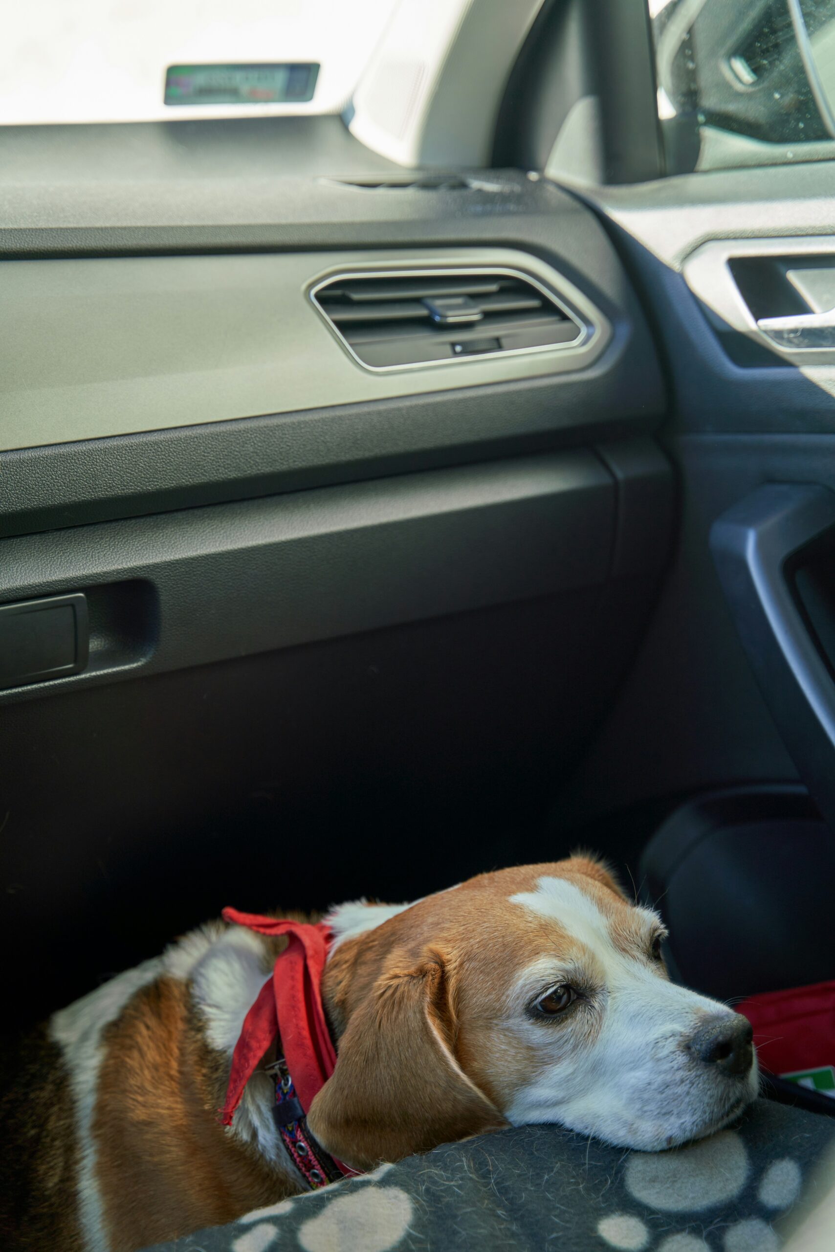 Beagle dog resting its head on a car seat while wearing a red bandana.