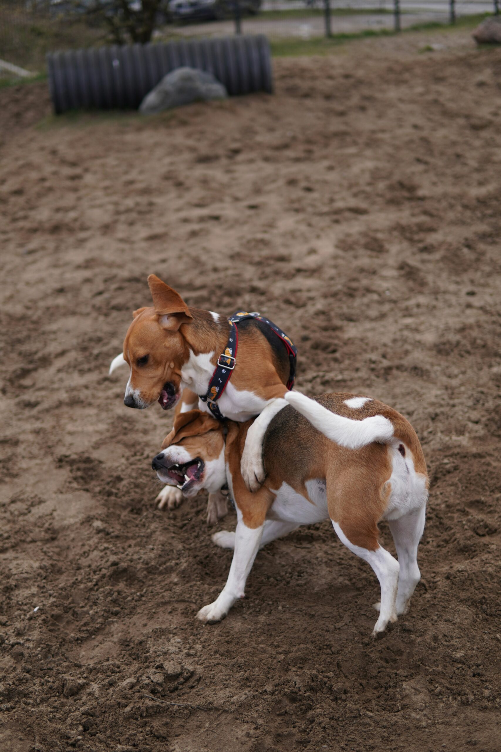 Two playful beagle dogs wrestling in a sandy dog park.