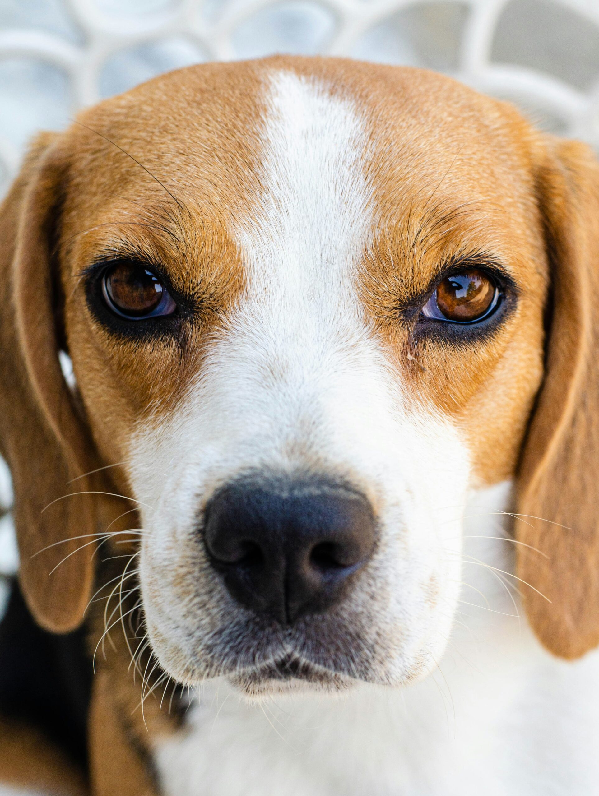 Extreme close-up of a beagle's face with expressive brown eyes and a white snout.