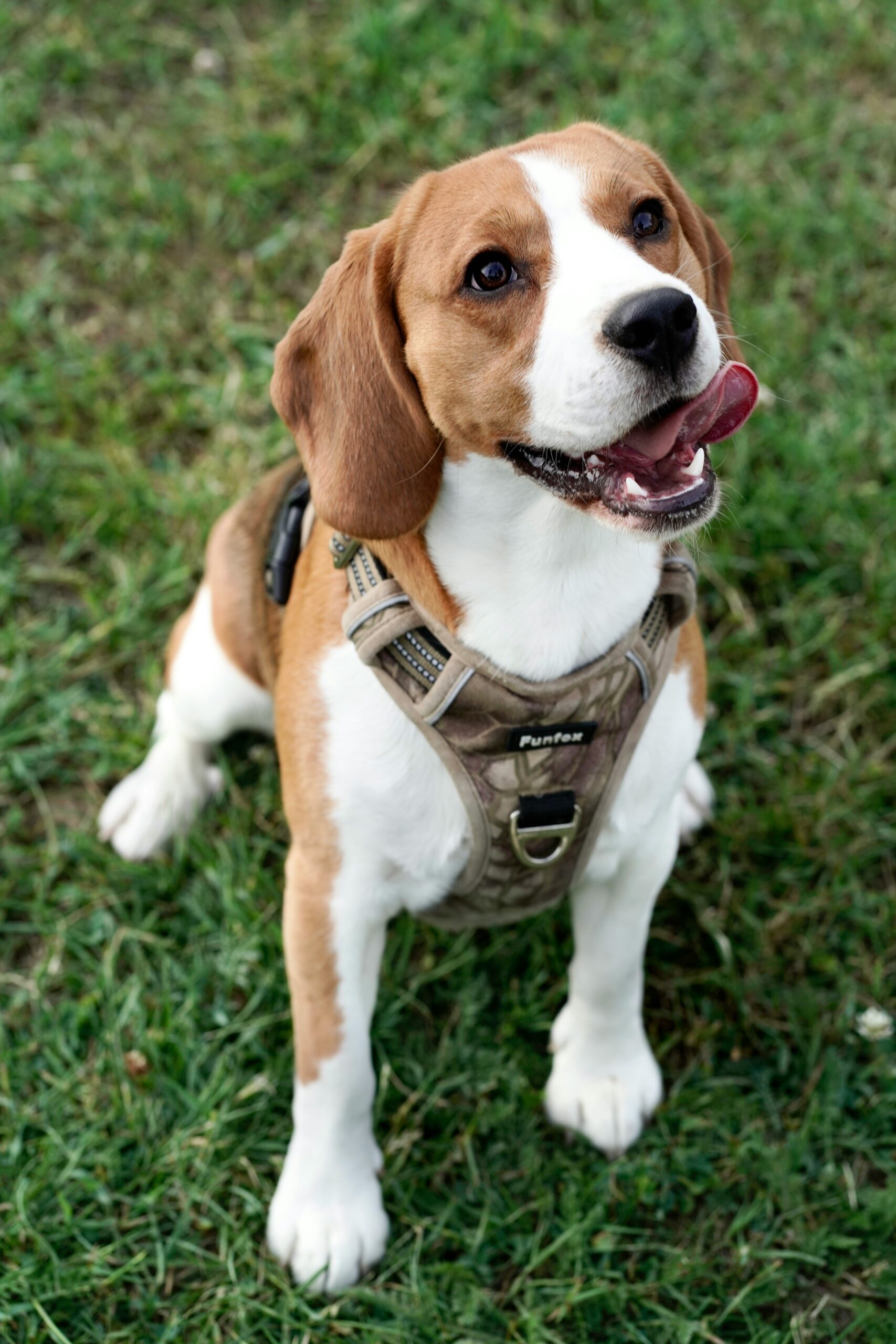Happy beagle dog in a tan harness sitting on the grass with its tongue out.
