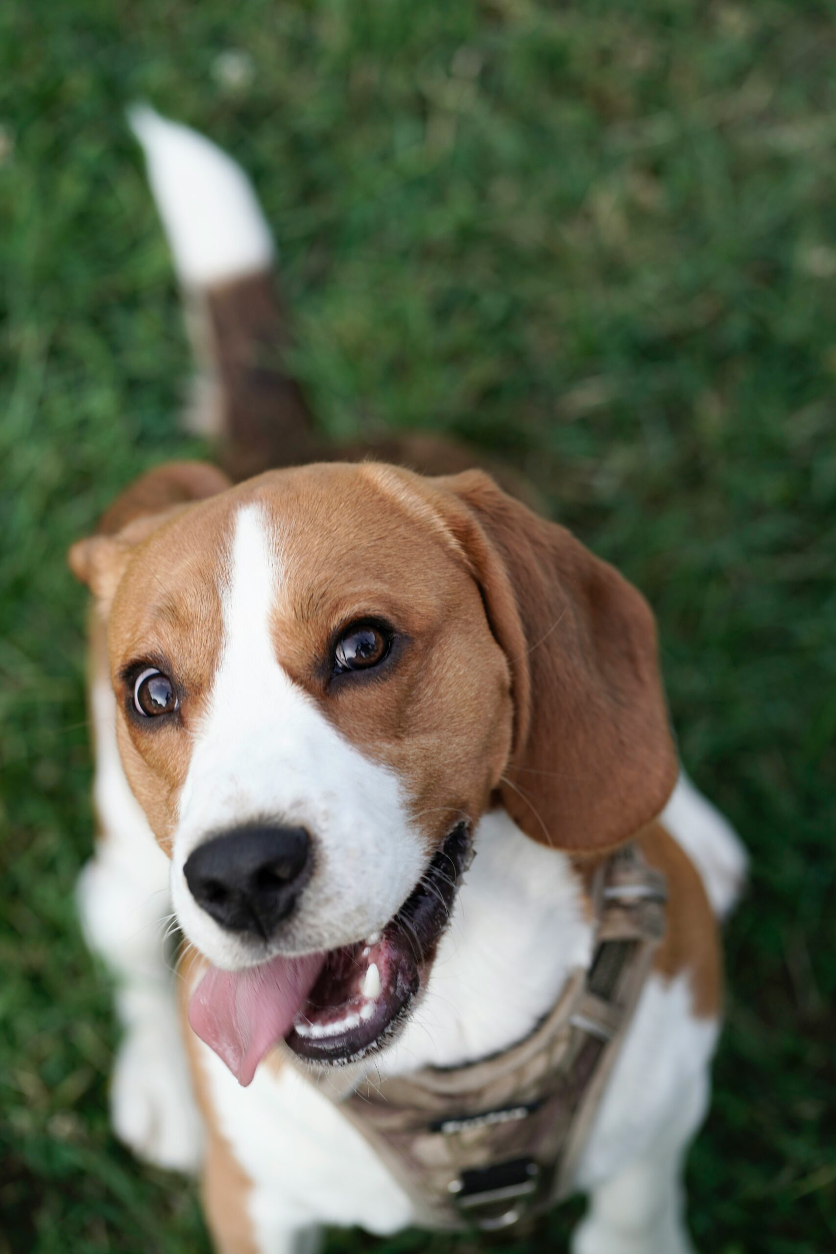 Excited beagle dog looking up with its tongue sticking out and a joyful expression.
