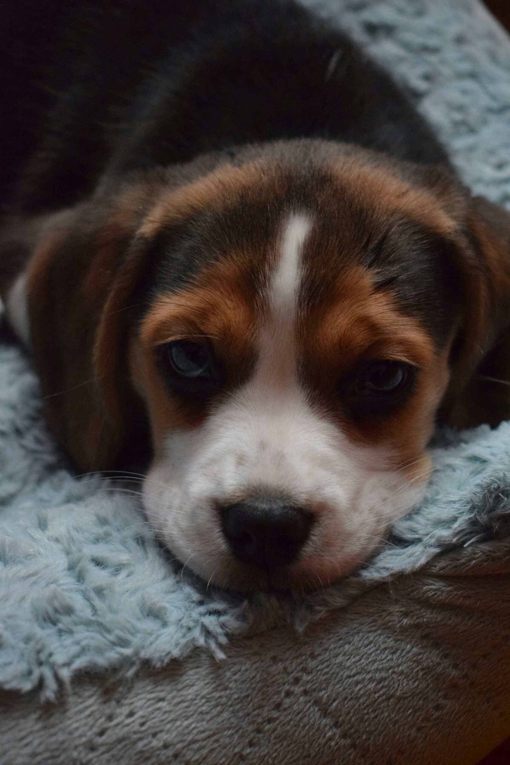Close-up of a sleepy beagle puppy resting on a fluffy blue blanket.