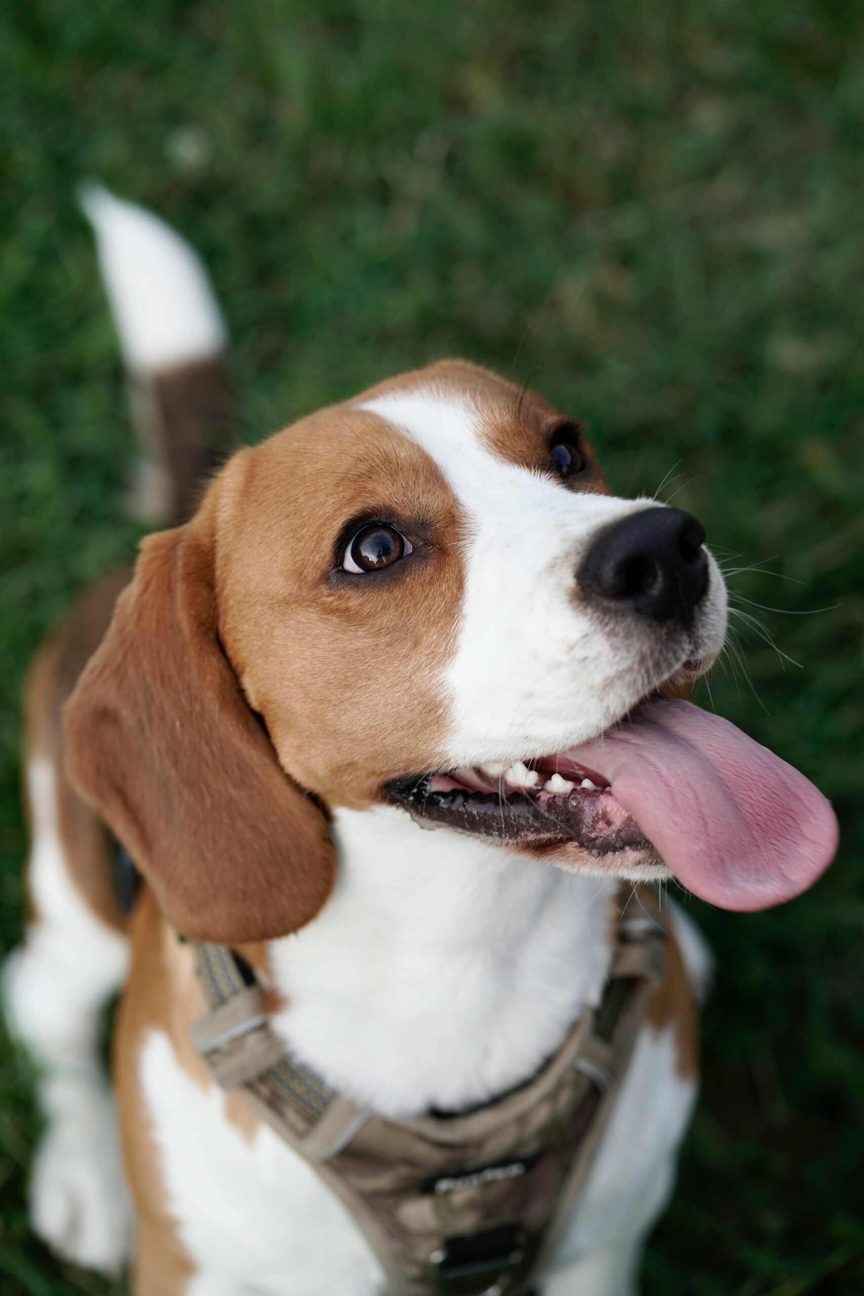 Playful beagle dog with its tongue out, looking upwards with an excited face.