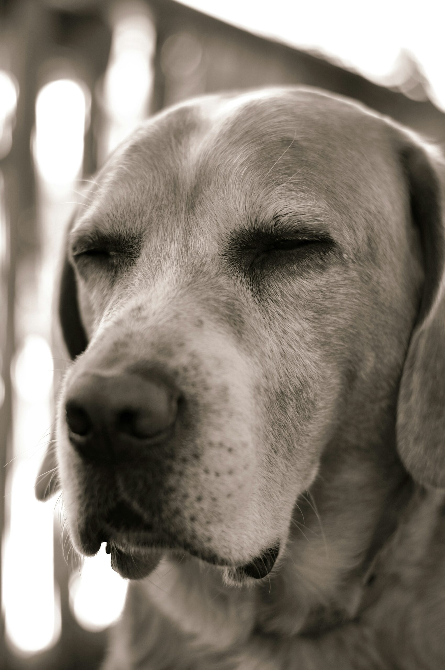 Close-up of a beagle dog with eyes closed, basking peacefully in natural light.