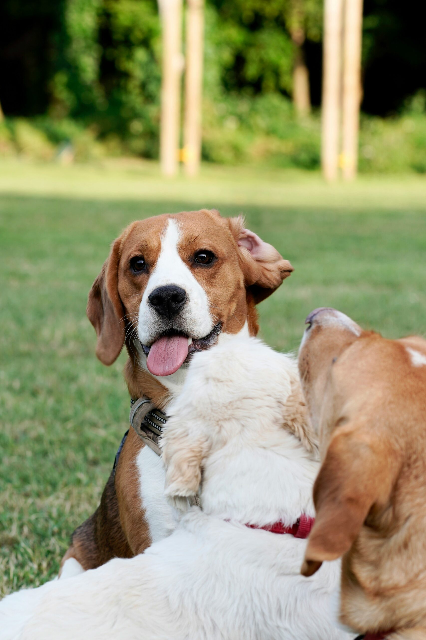 Playful beagle sticking out tongue while surrounded by other dogs in a grassy park.