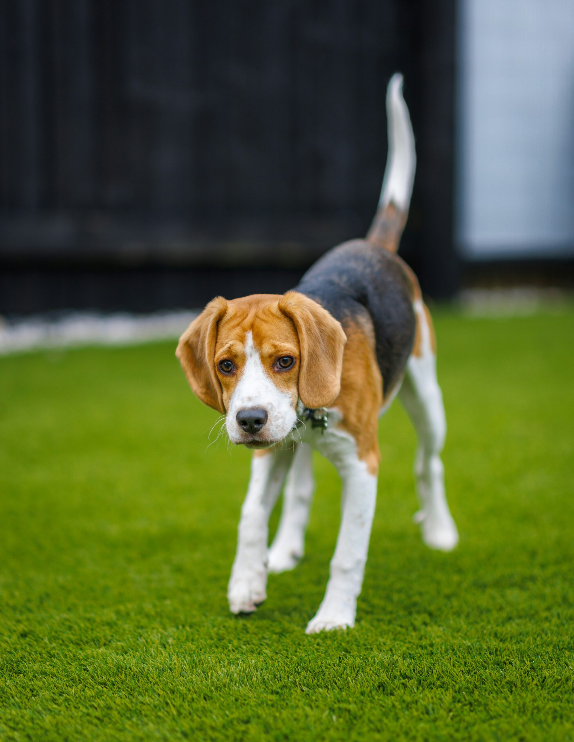 Young beagle standing on vibrant green grass, gazing curiously ahead.