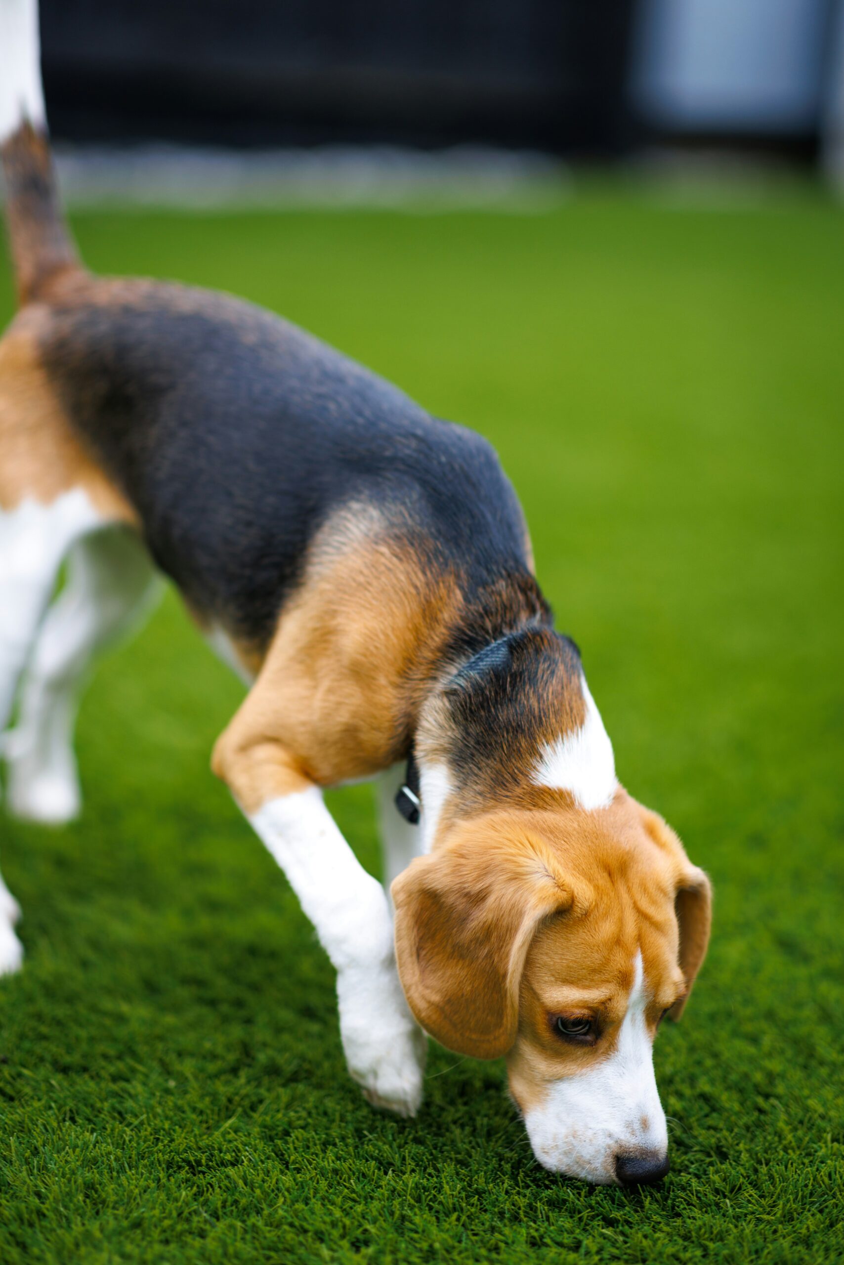 Beagle sniffing the grass attentively in a well-maintained backyard.