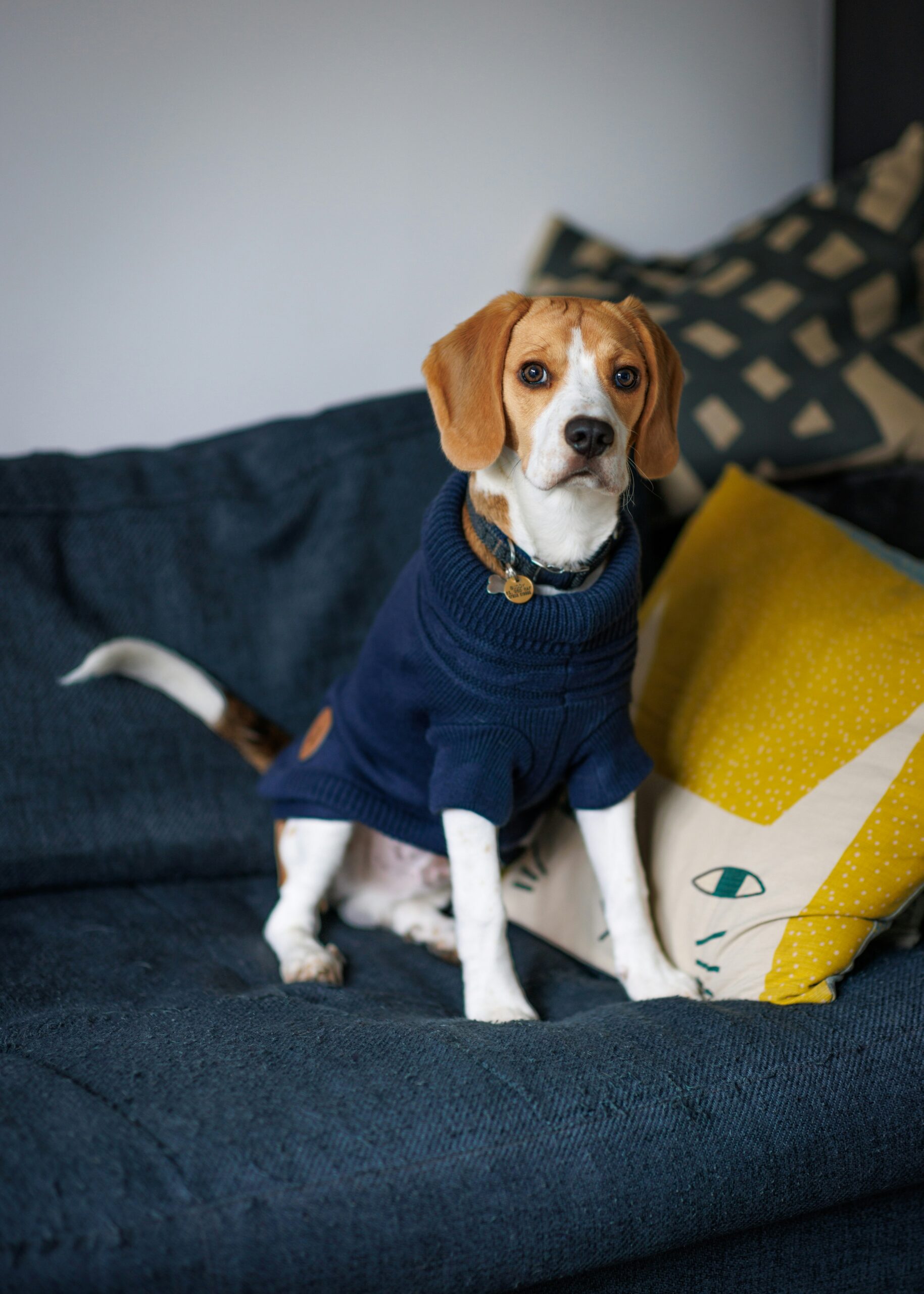 Beagle sitting upright on a blue couch, wearing a cozy navy sweater.