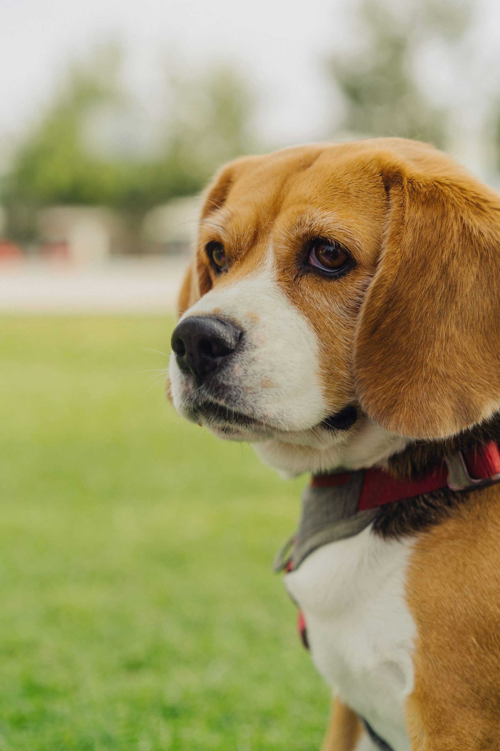 Beagle with a red harness looking alert while sitting on a green field.