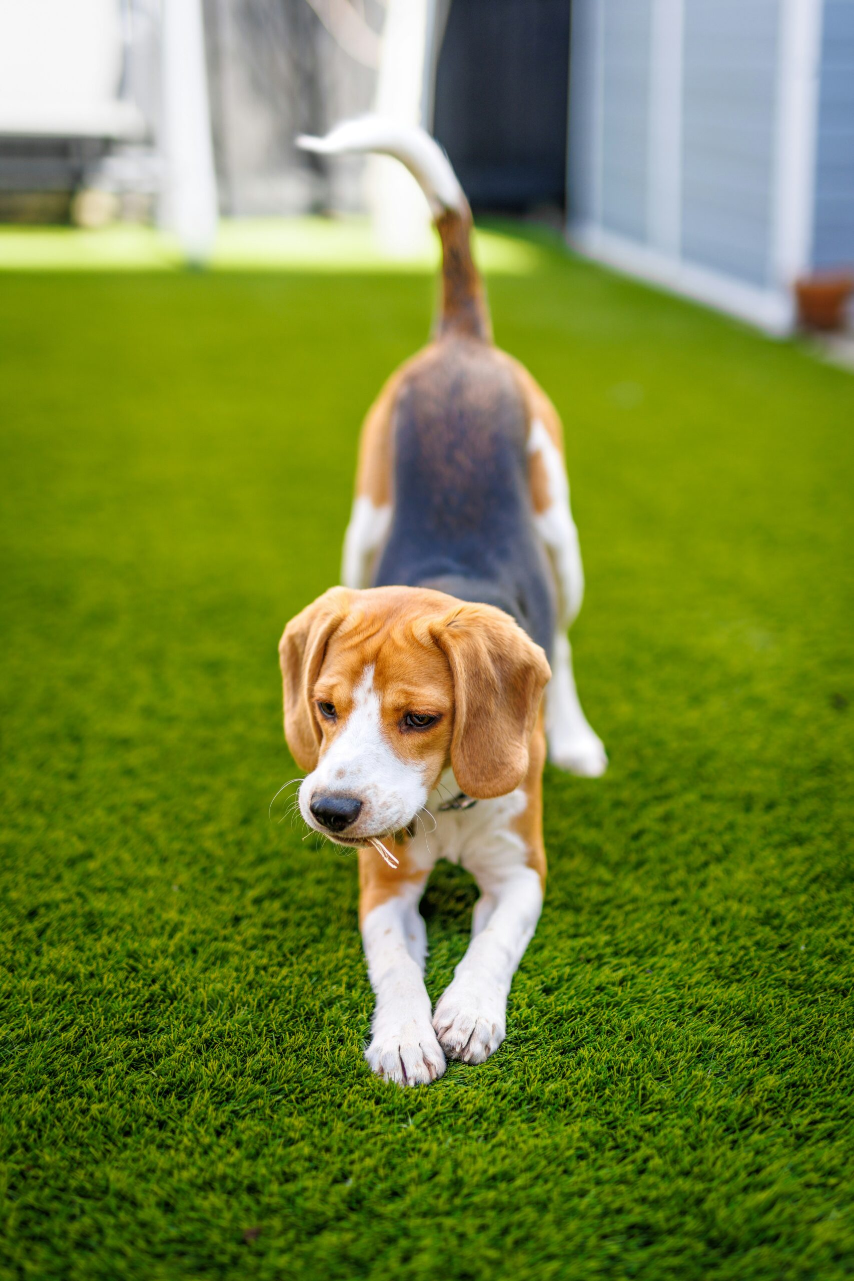 Beagle stretching playfully on bright green grass in a backyard.