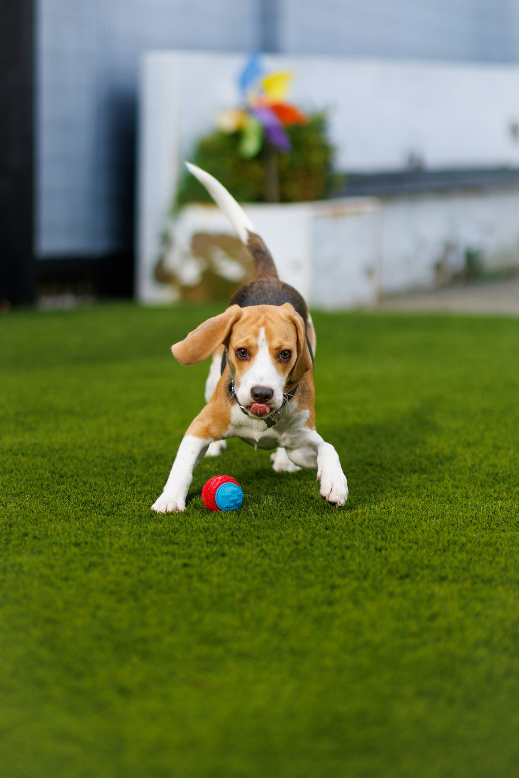 Energetic beagle playing with a colorful ball on green artificial turf.