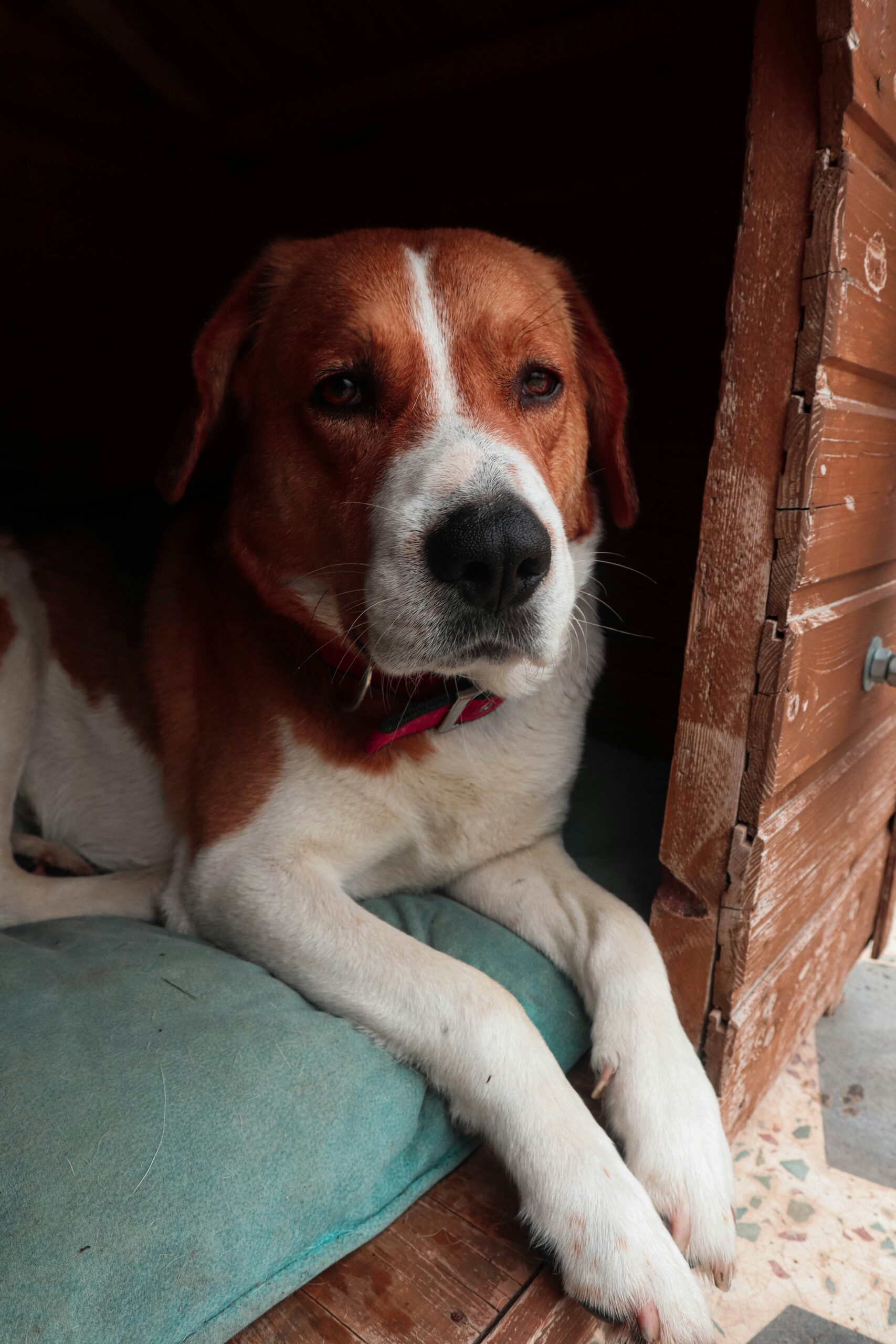 Beagle resting comfortably inside a cozy wooden doghouse.