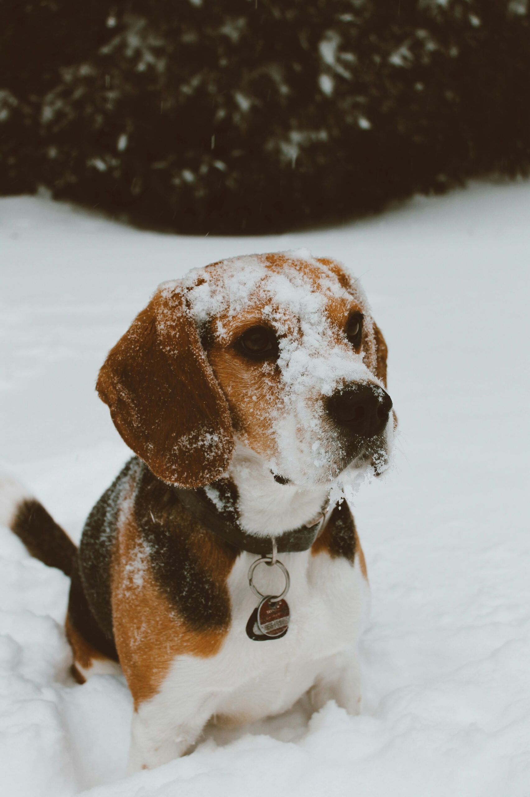 Beagle covered in snow, sitting outside during winter snowfall.