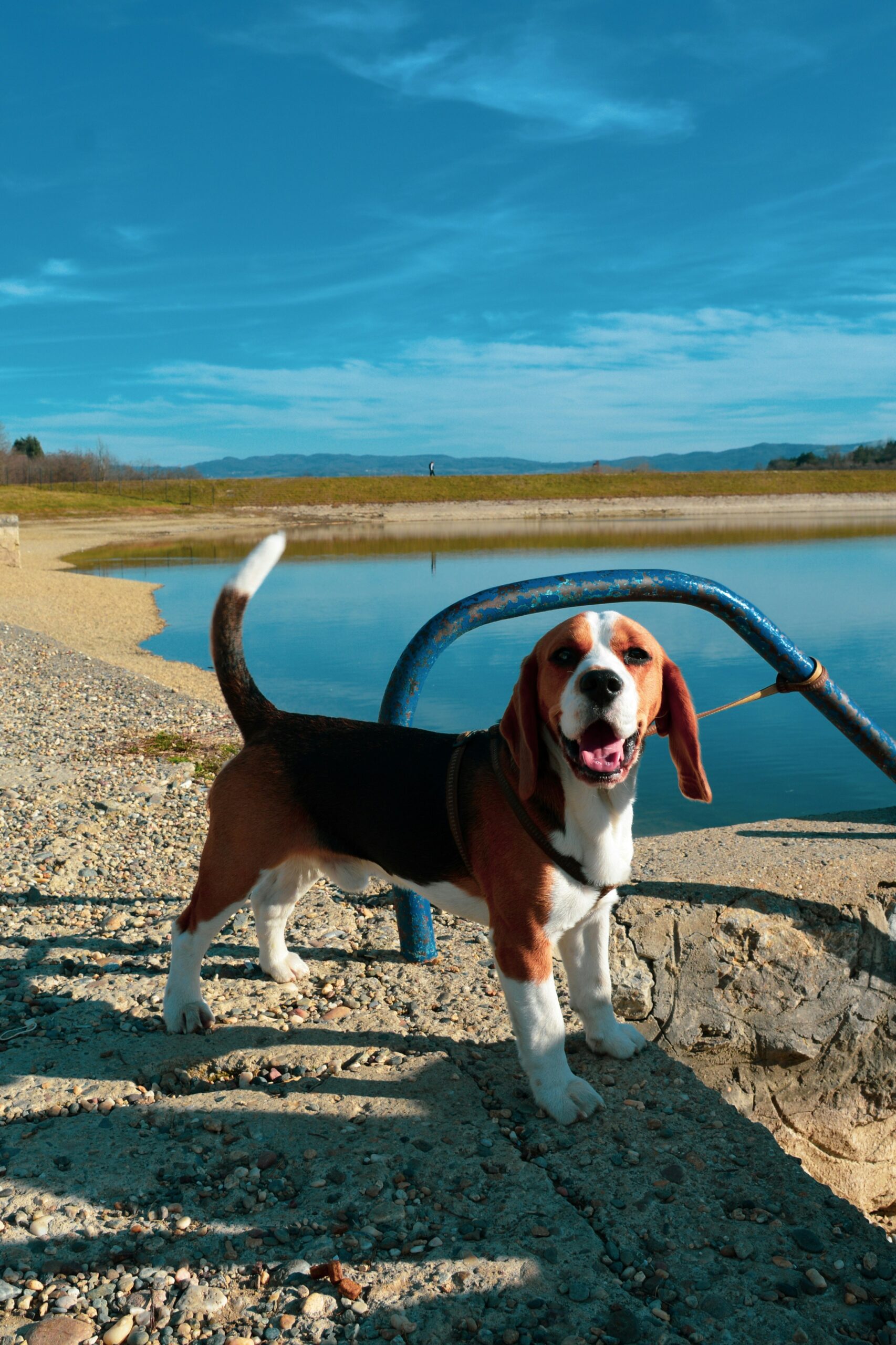 Happy beagle standing near a calm lake under a clear blue sky.