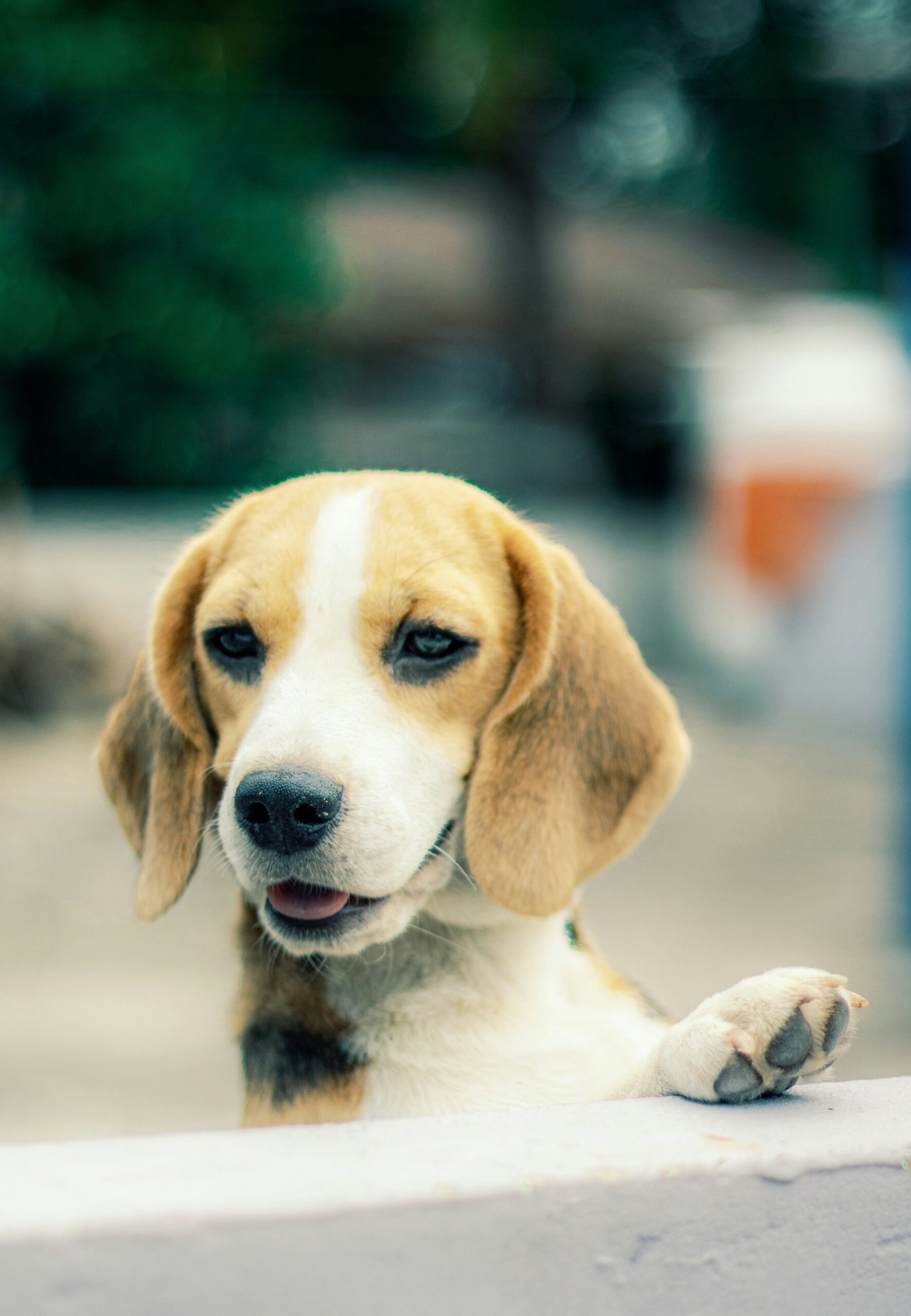 Cute beagle puppy standing on its hind legs with a playful expression outdoors