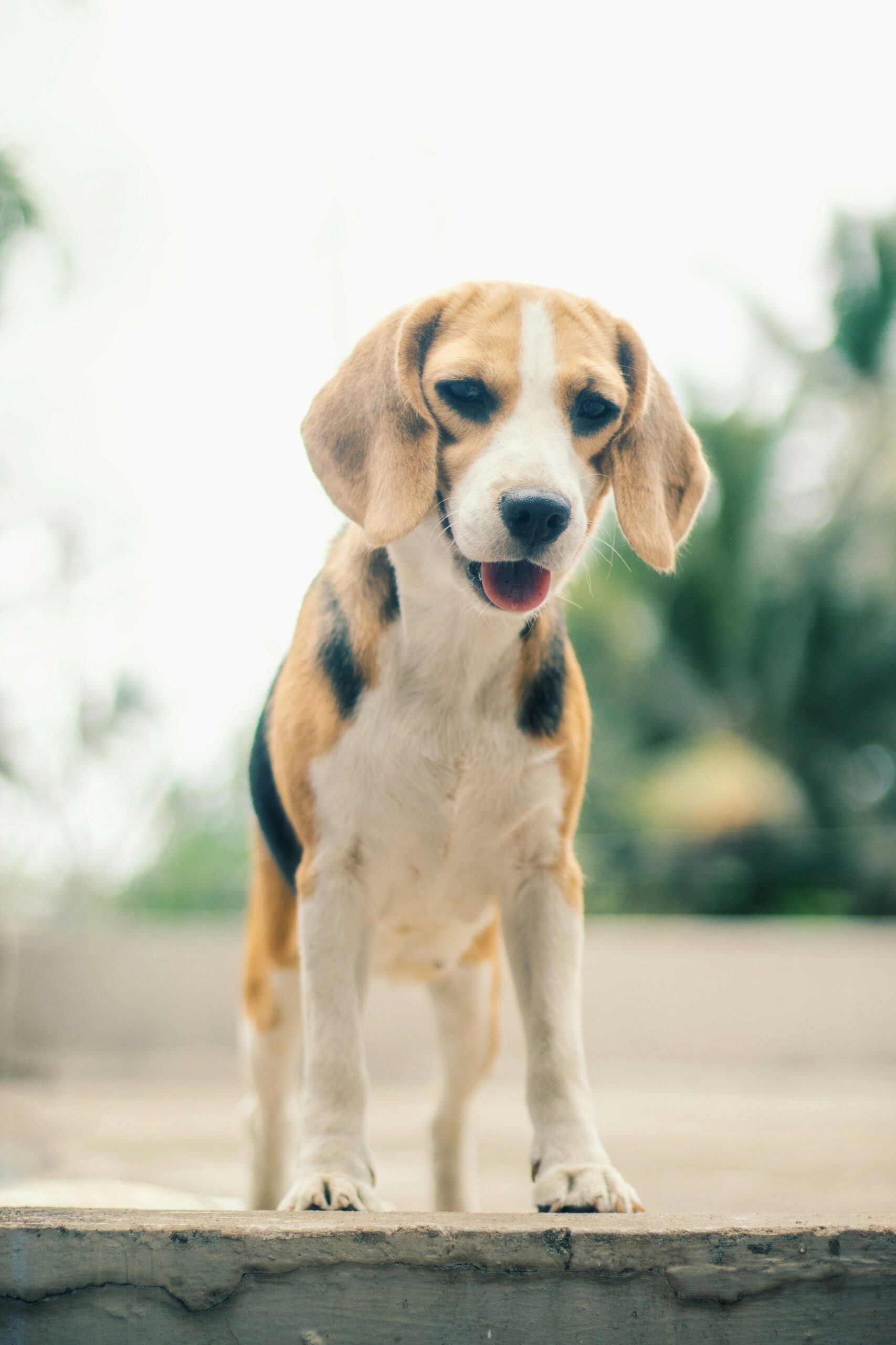 Adorable beagle standing on a ledge with a curious face and tongue out