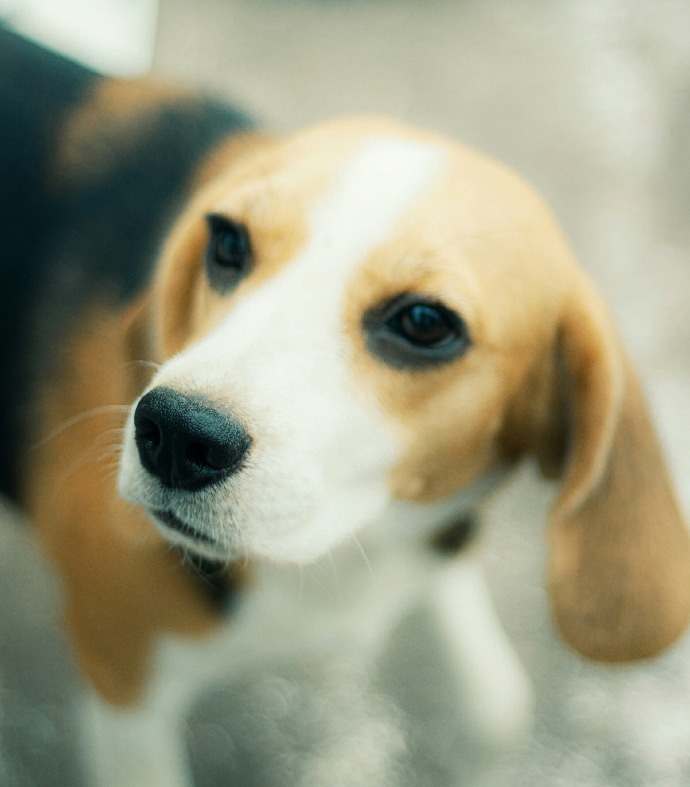 Close-up of a beagle dog looking off-camera with a blurred outdoor background