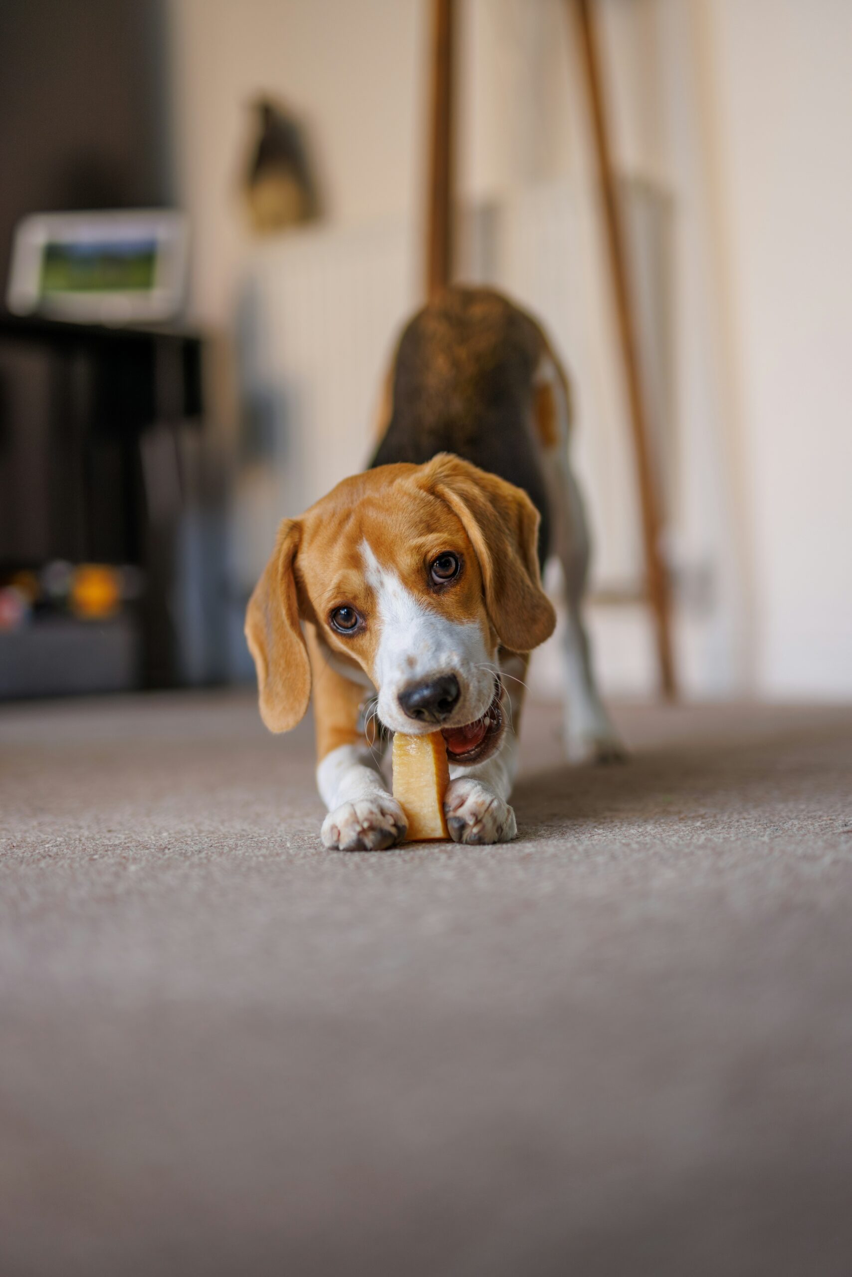 Playful beagle puppy chewing on a bone inside a cozy home