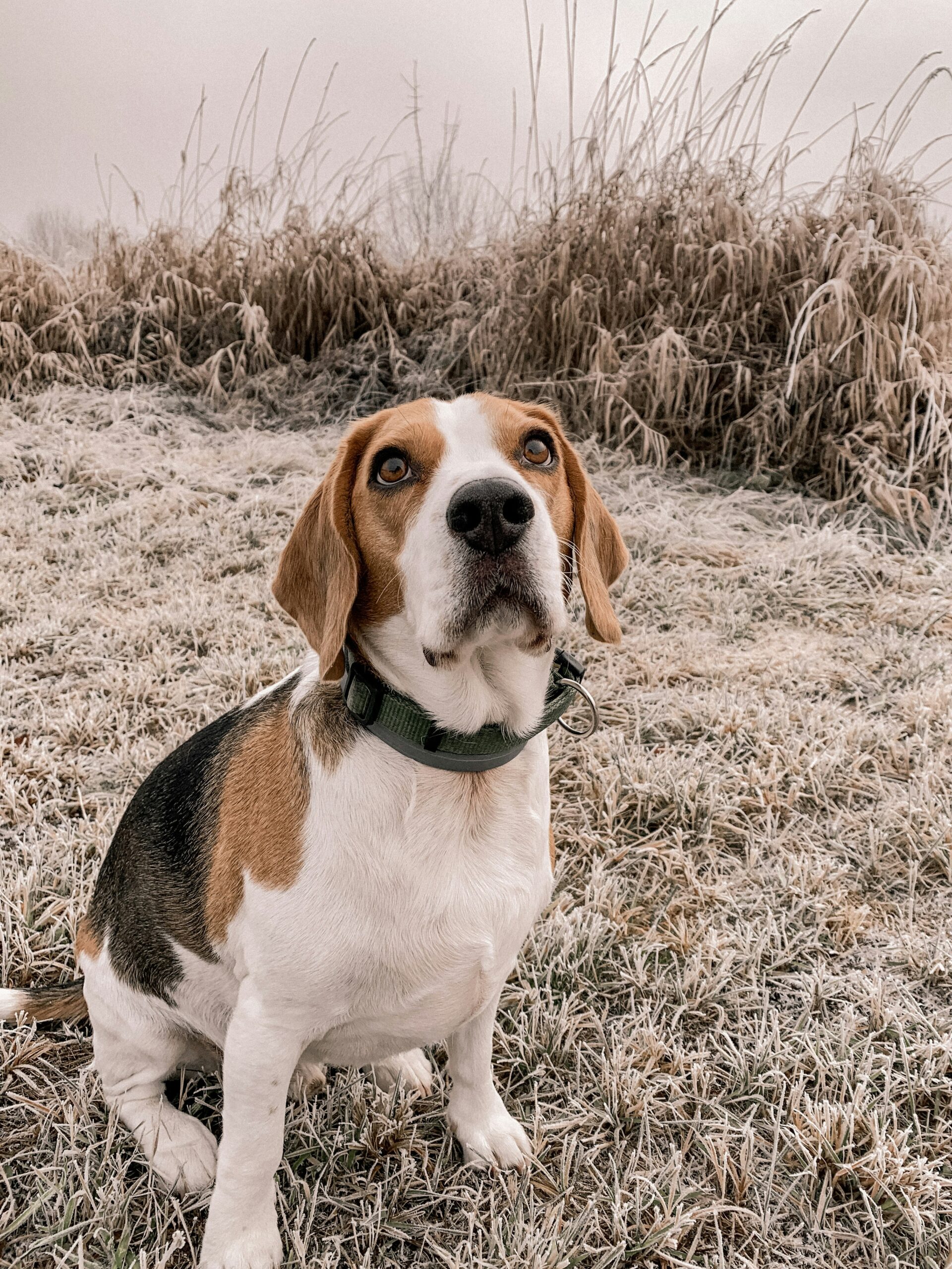 Beagle sitting on frosty grass field during a cold winter morning
