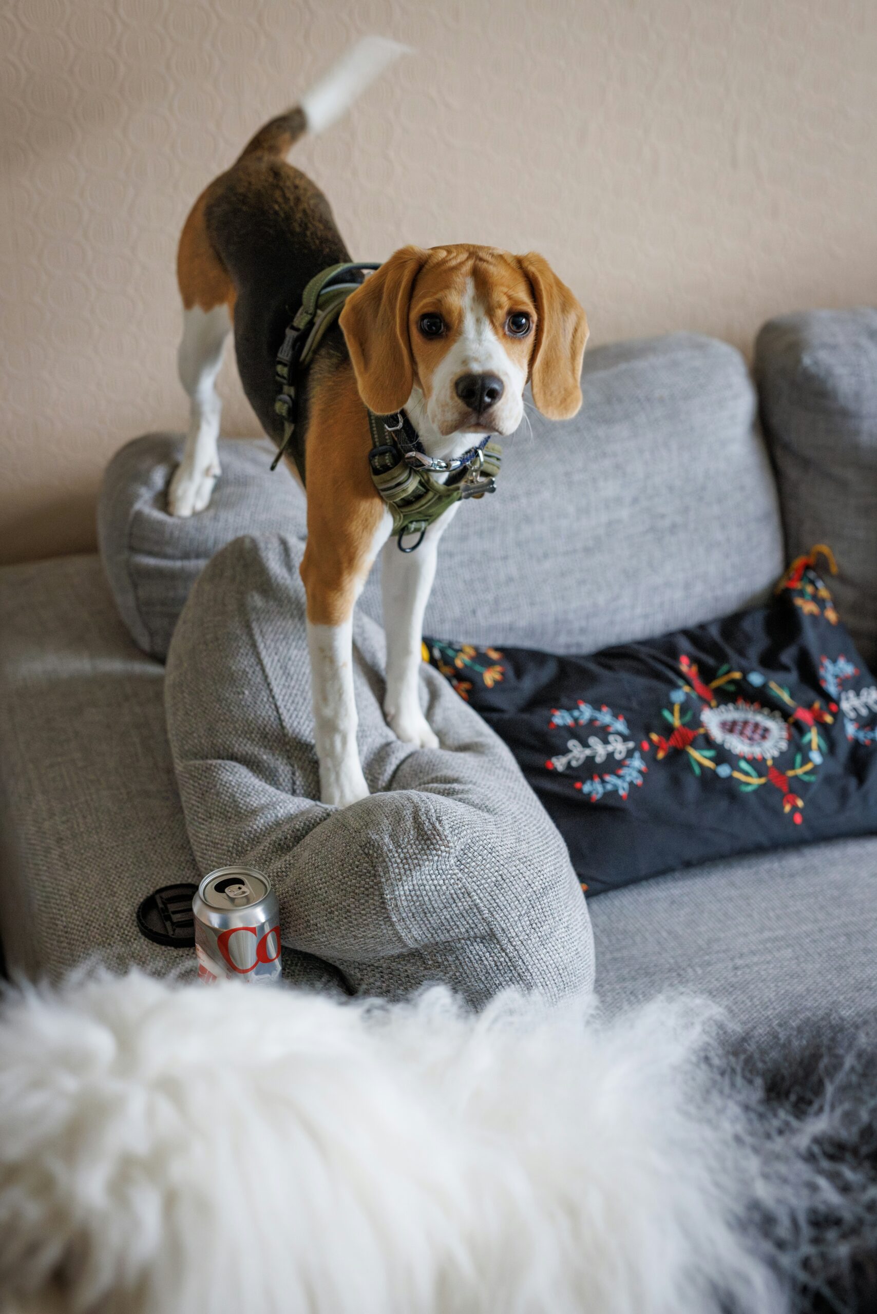 Energetic beagle standing on a sofa, wearing a harness, staring intently