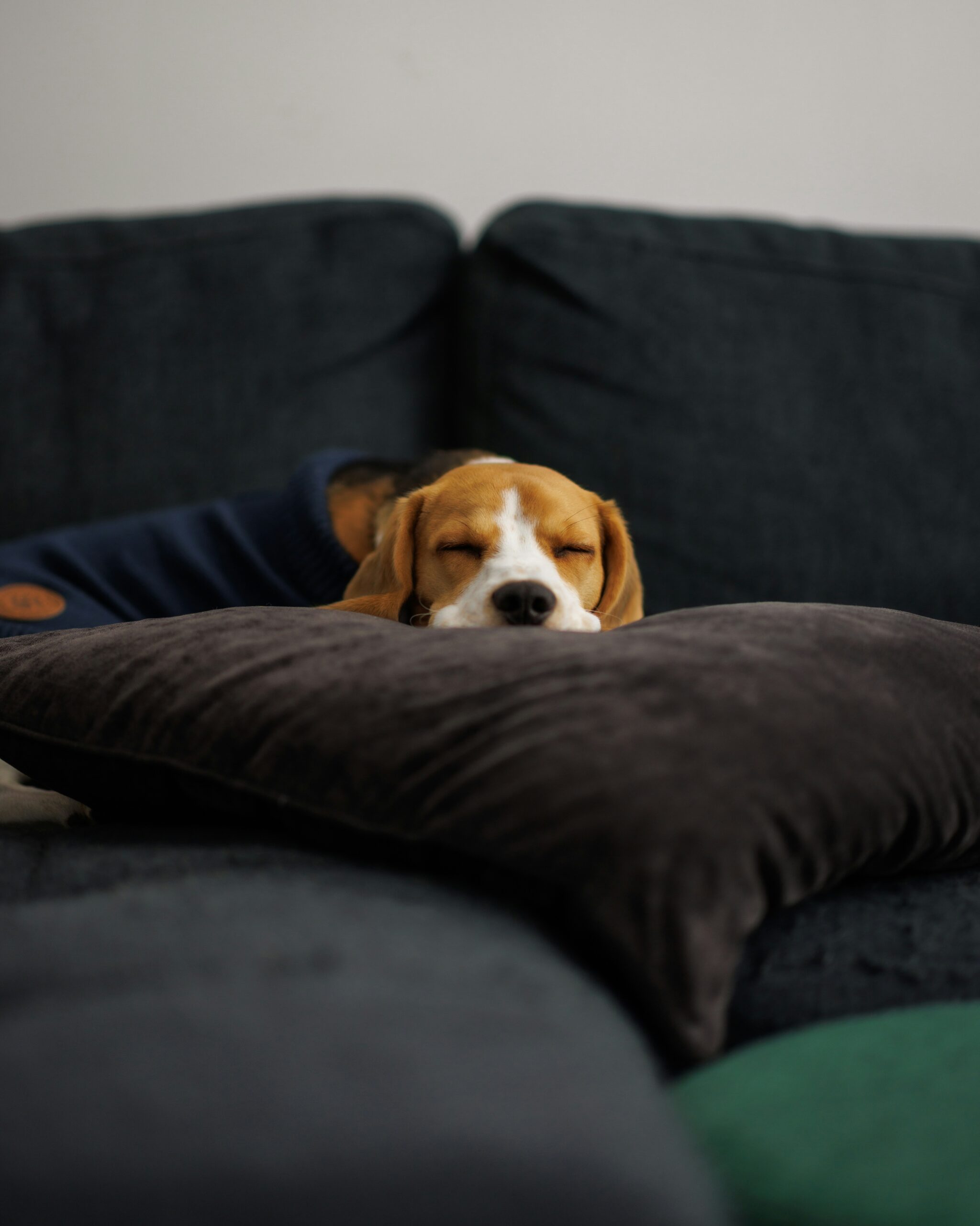 Beagle dog peacefully sleeping on a dark couch with its head resting on a pillow