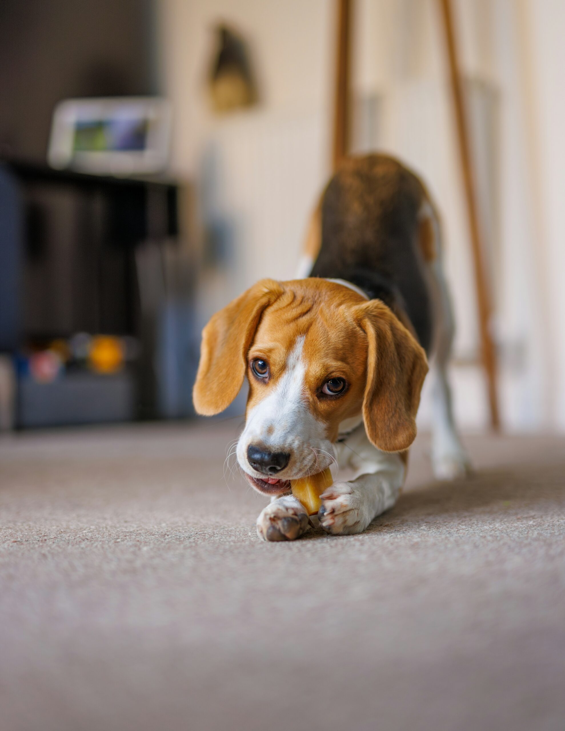 Cute beagle puppy gnawing on a bone indoors on a carpeted floor