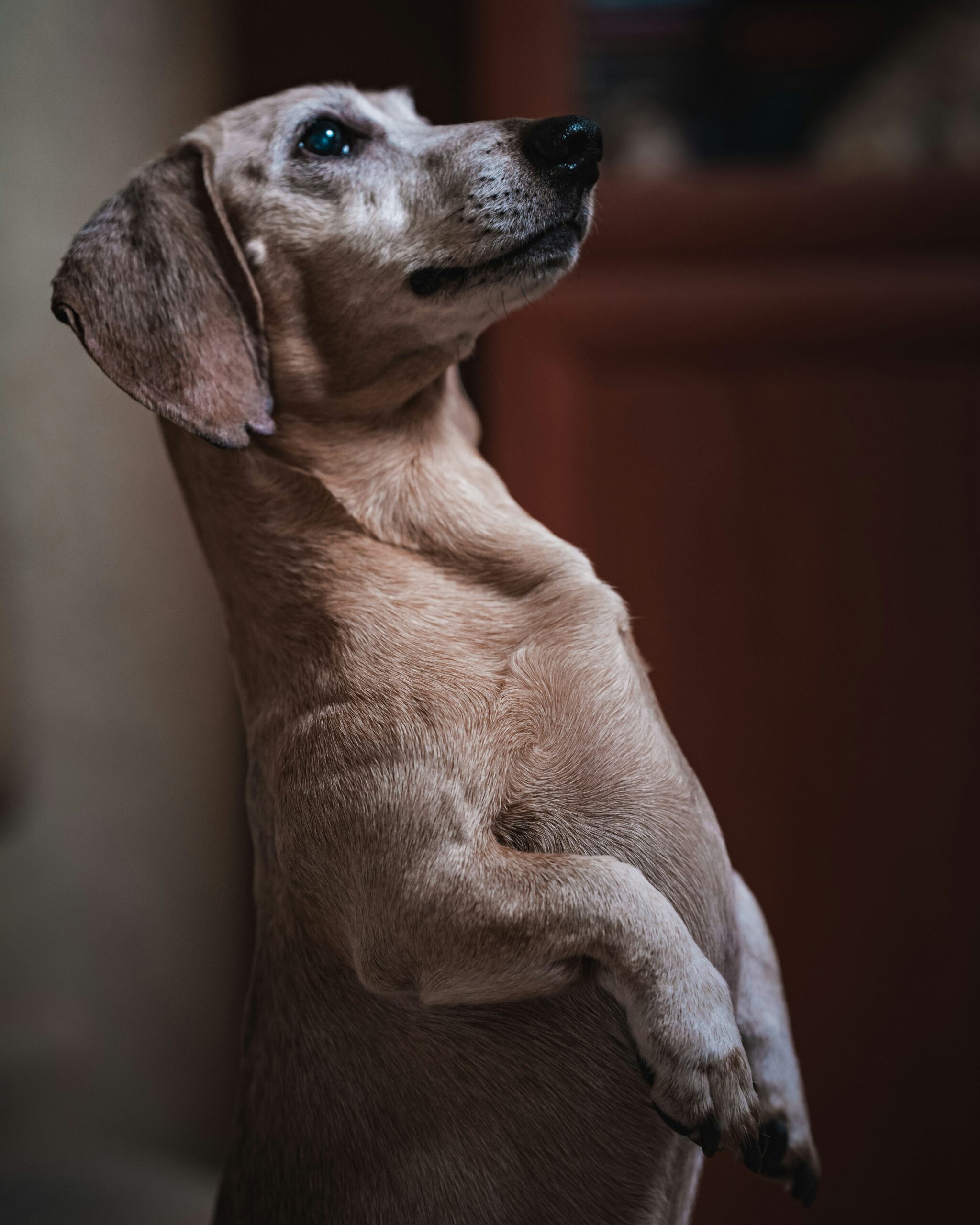 Senior beagle standing upright indoors with a focused expression.