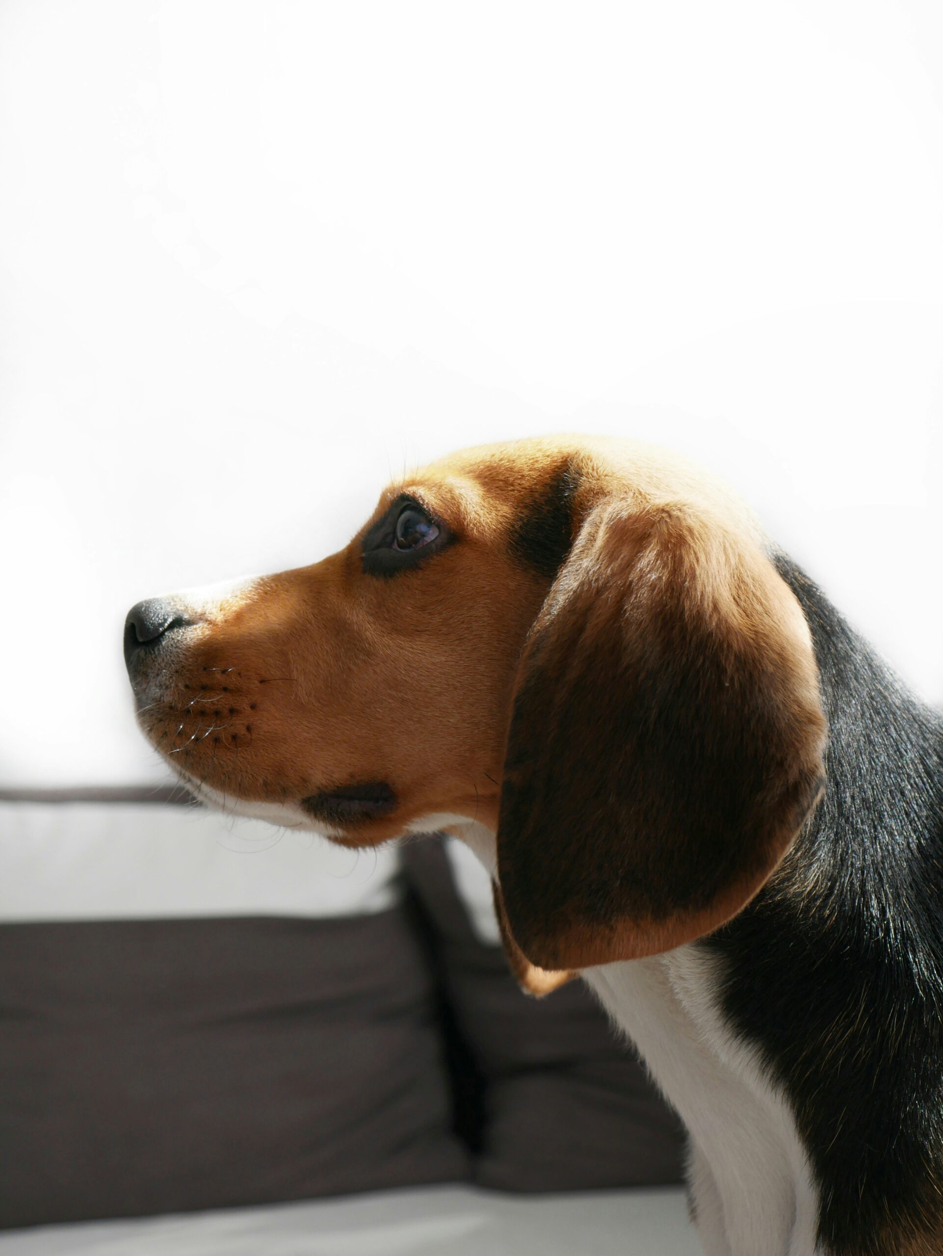 Profile of a beagle dog looking attentively against a bright white background