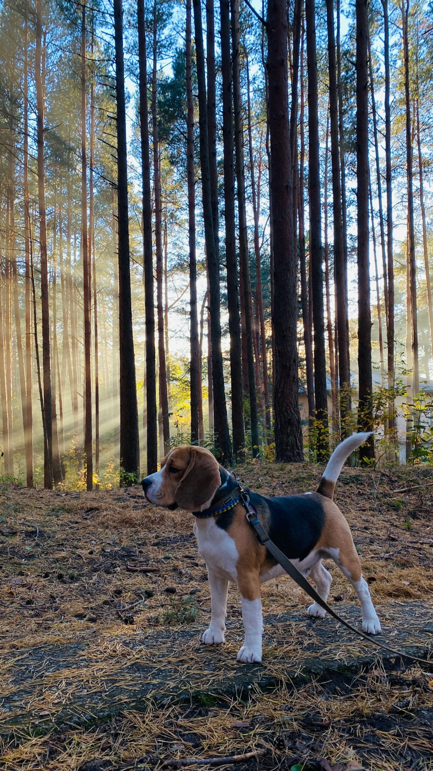 Beagle standing alert in a sunlit forest with tall trees and golden rays of light
