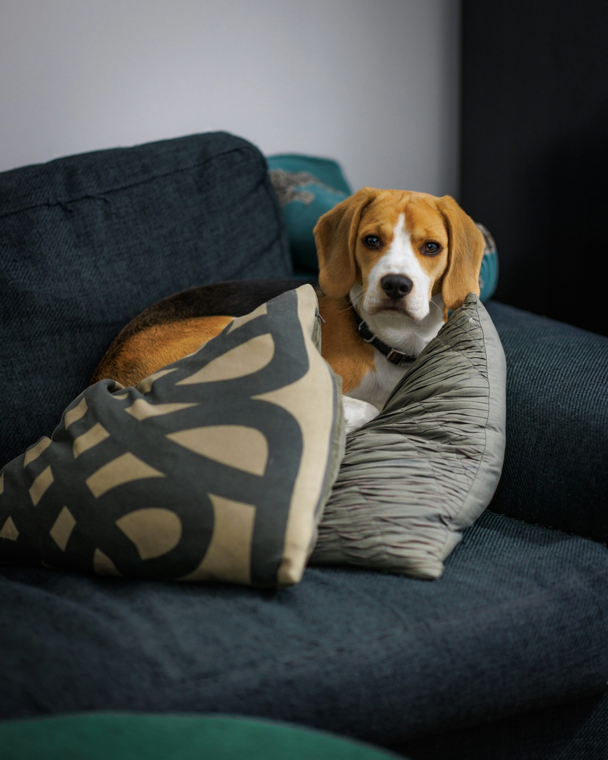 Beagle comfortably resting on a couch between decorative pillows indoors