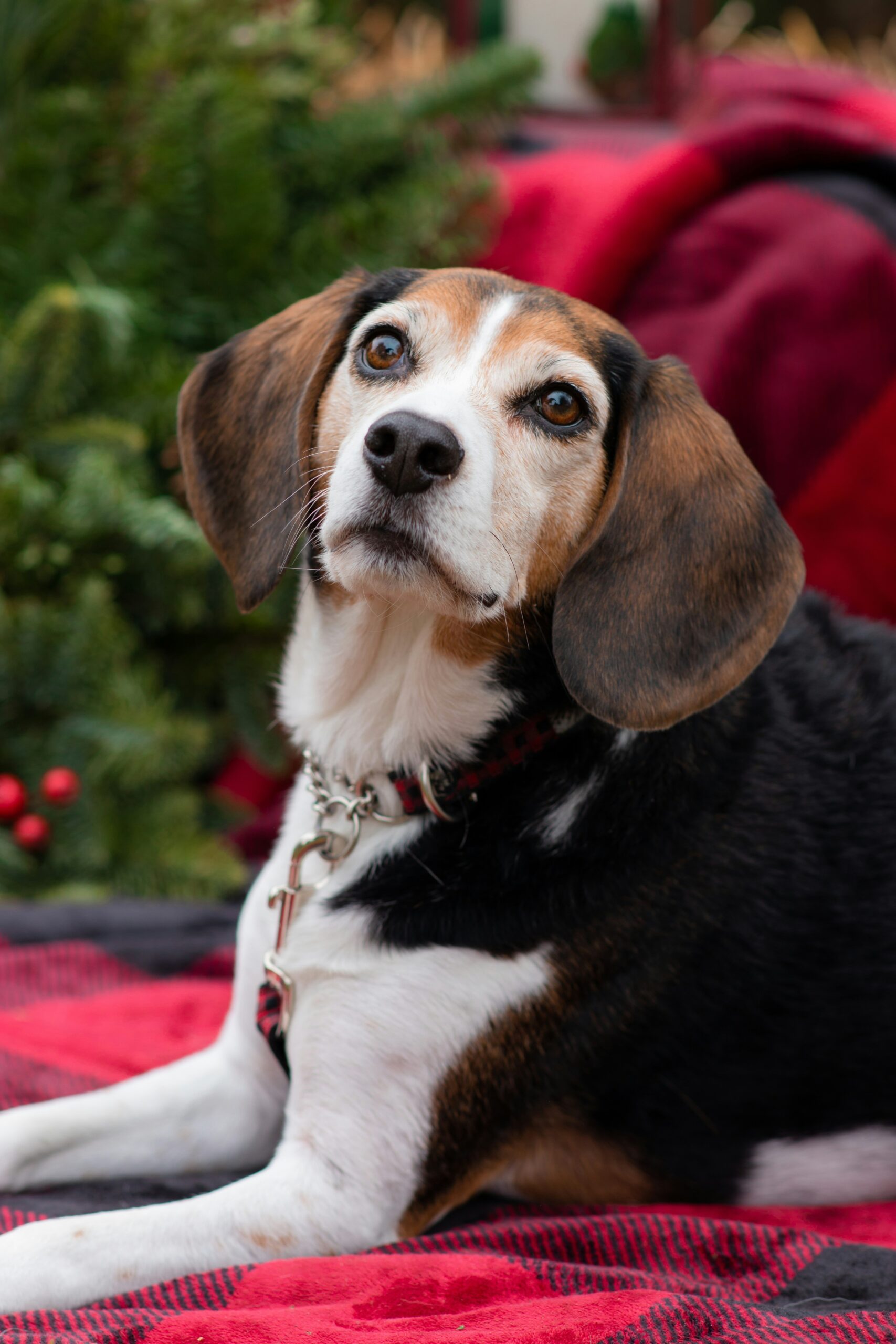Older beagle sitting on a red plaid blanket with greenery in the background