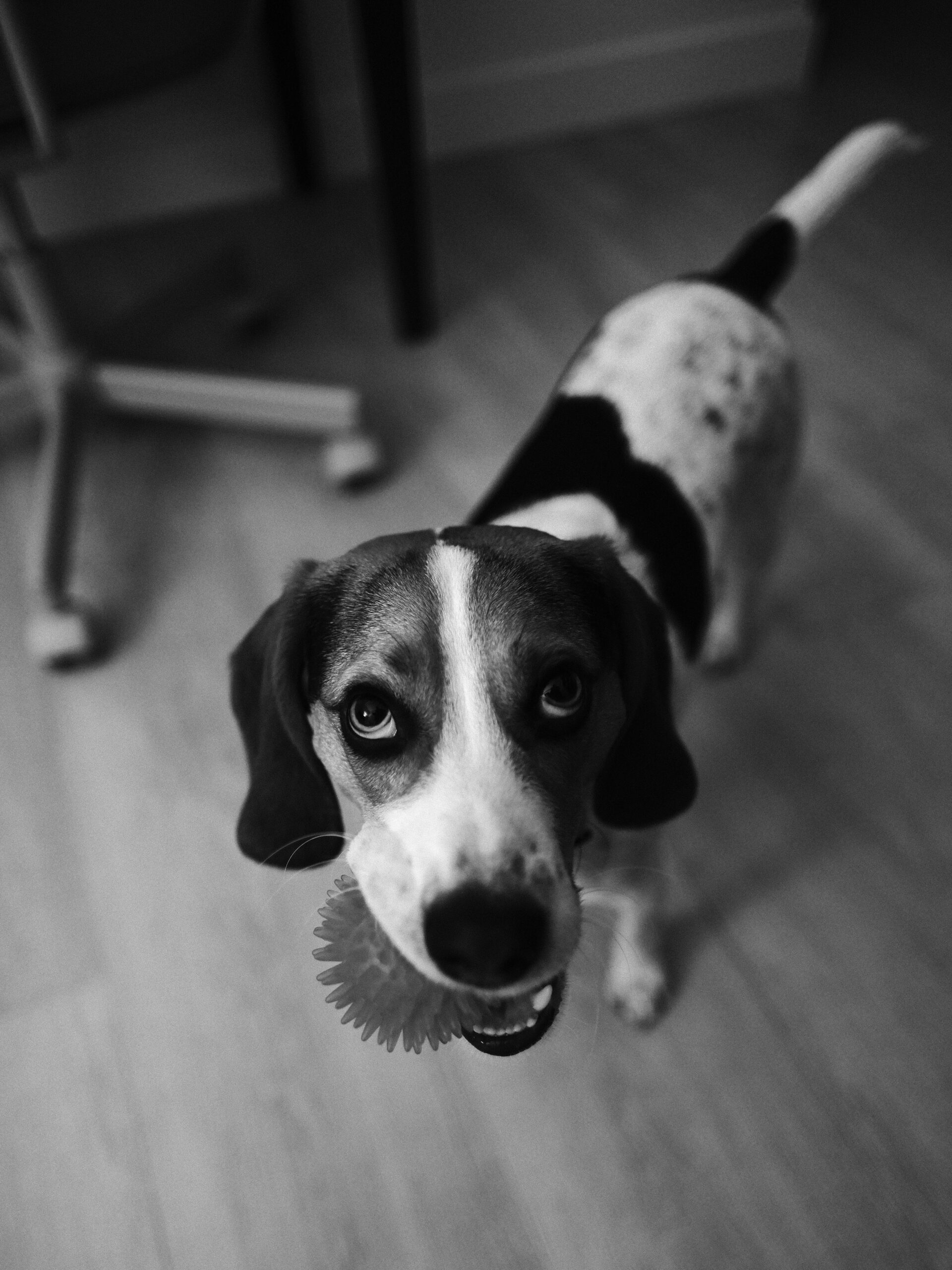 Black and white beagle holding a spiky ball toy, looking up playfully indoors