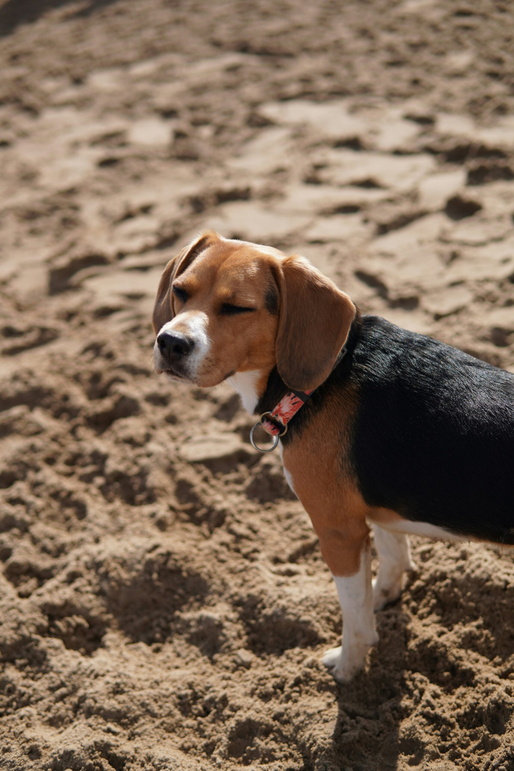 Beagle squinting in the sun while standing on sandy terrain at the beach