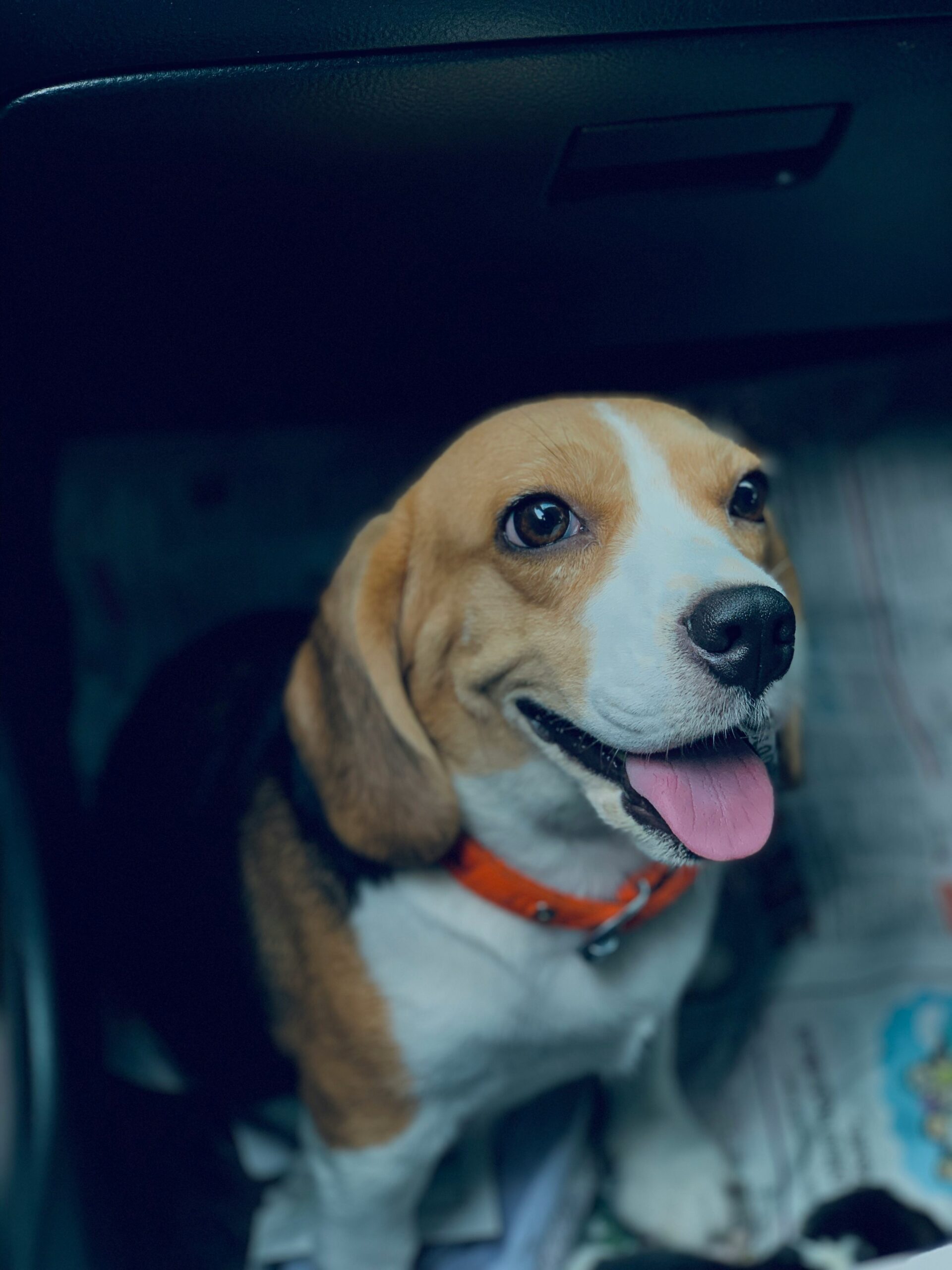 Beagle smiling with tongue out, sitting on newspapers inside a car