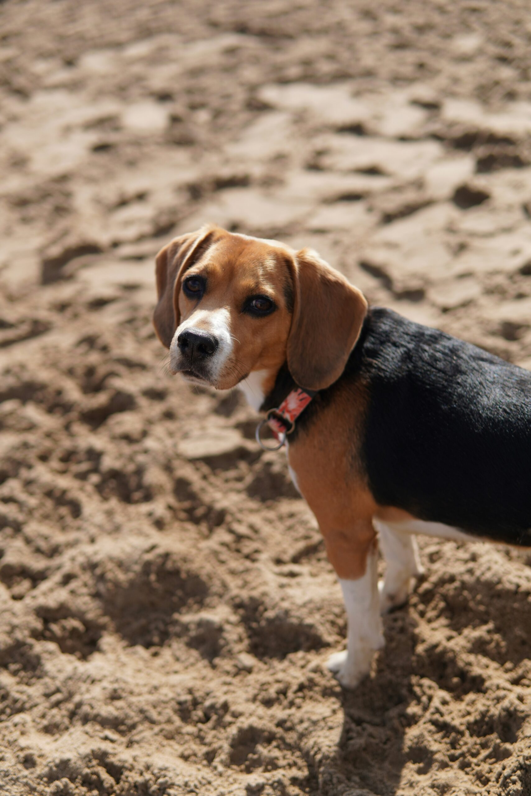 Beagle standing on sand at the beach, glancing back toward the camera